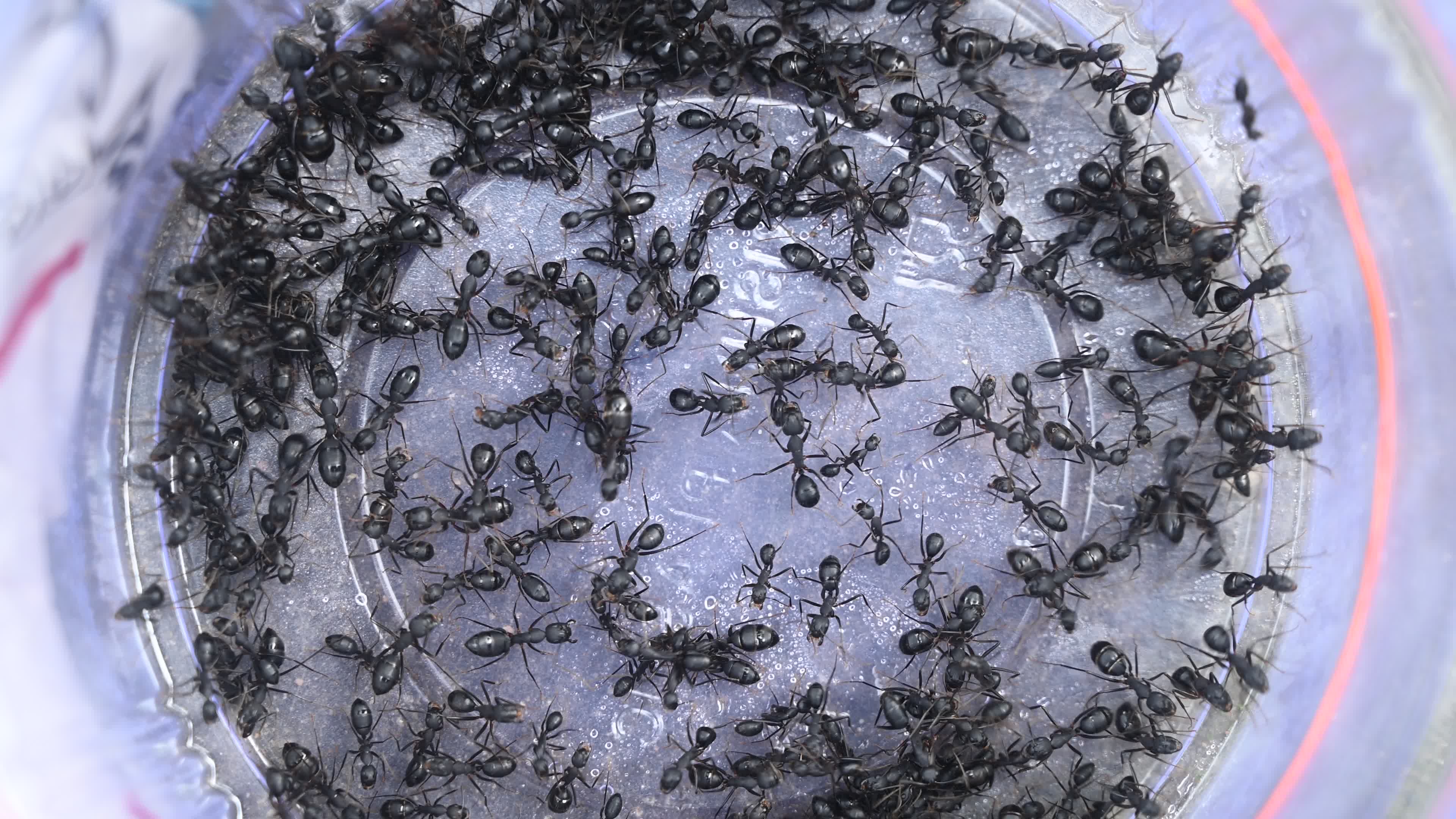  Camponotus compressus - Indian Black Ant
