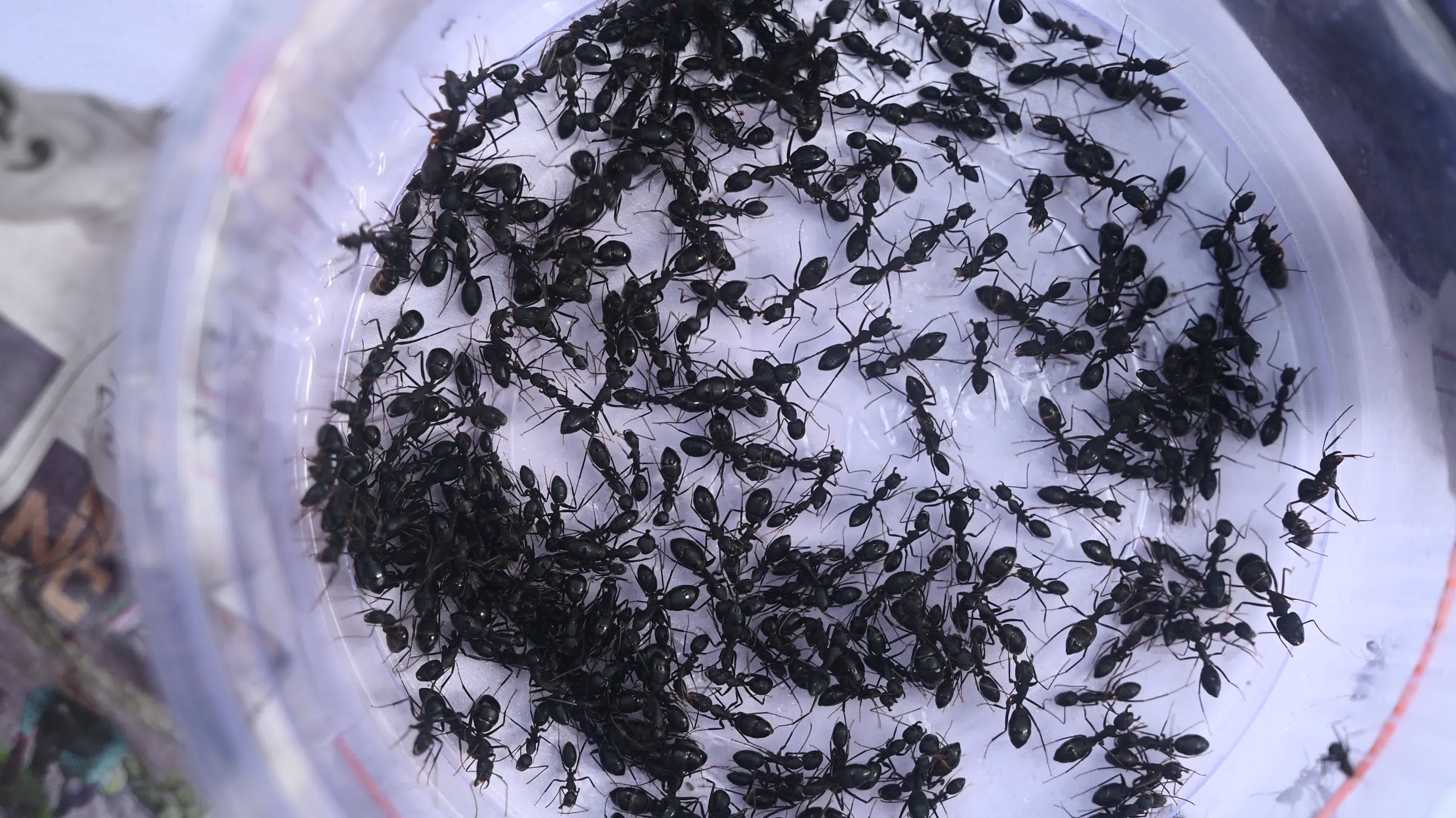  Camponotus compressus - Indian Black Ant
