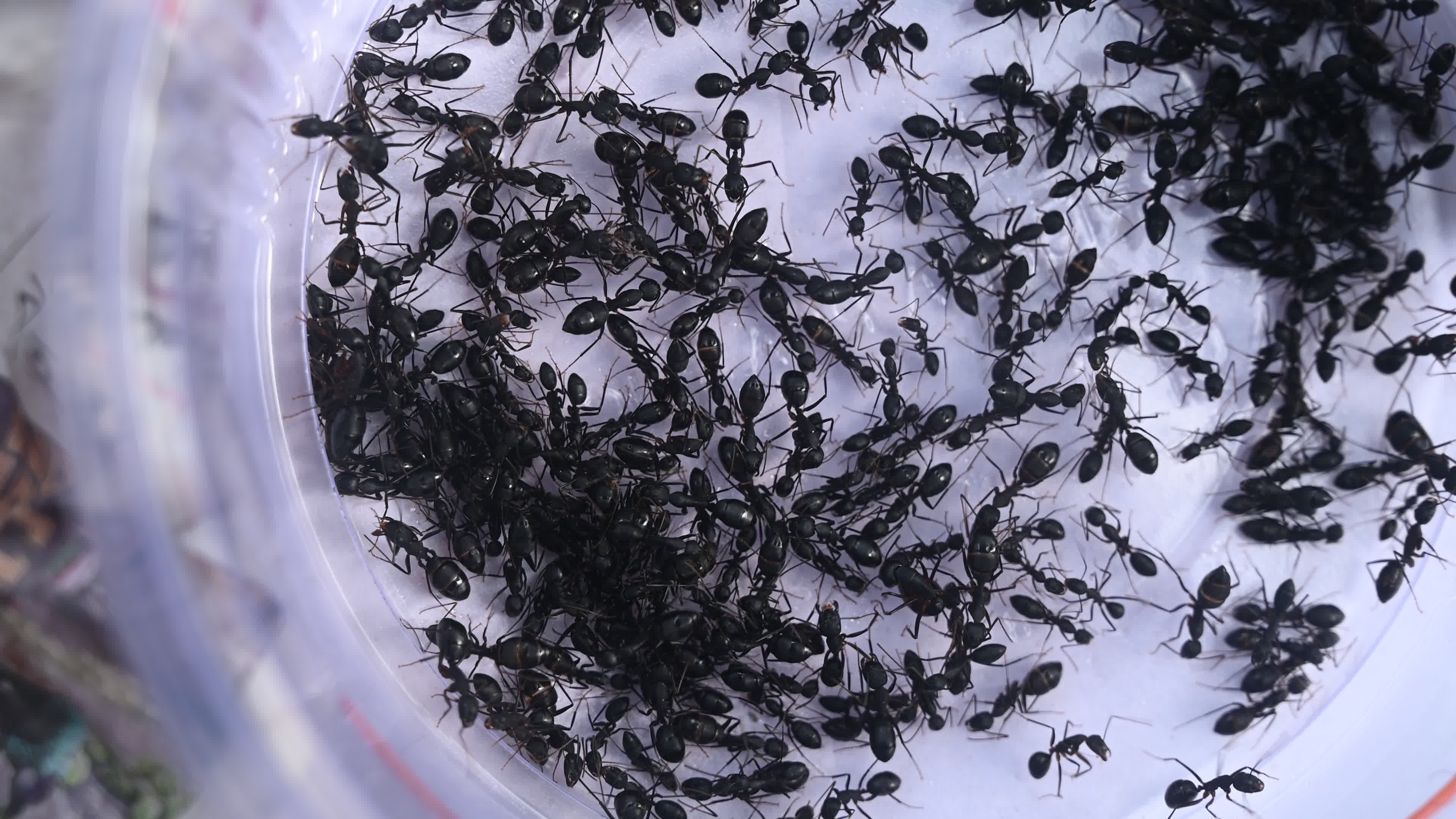  Camponotus compressus - Indian Black Ant
