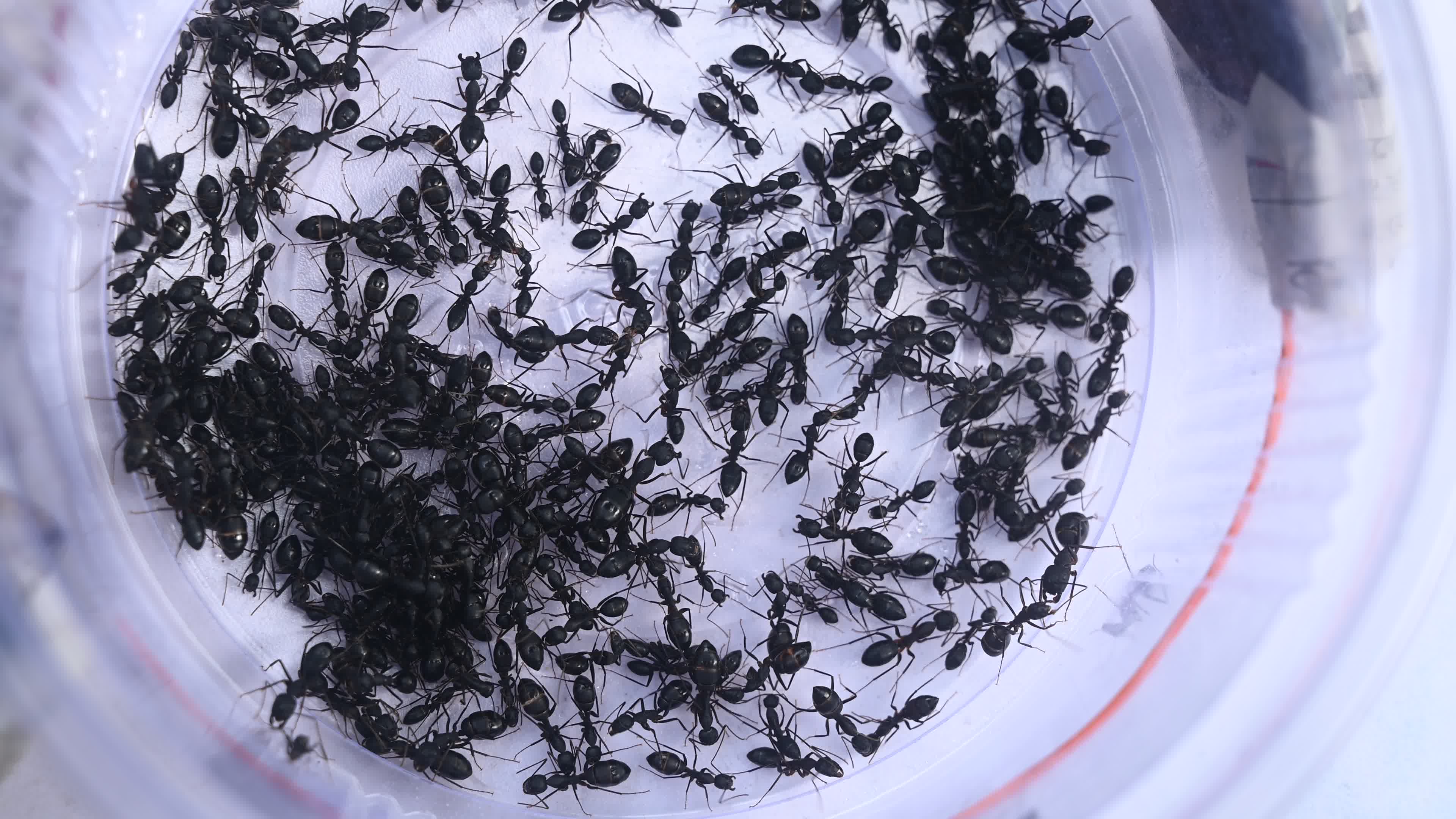  Camponotus compressus - Indian Black Ant
