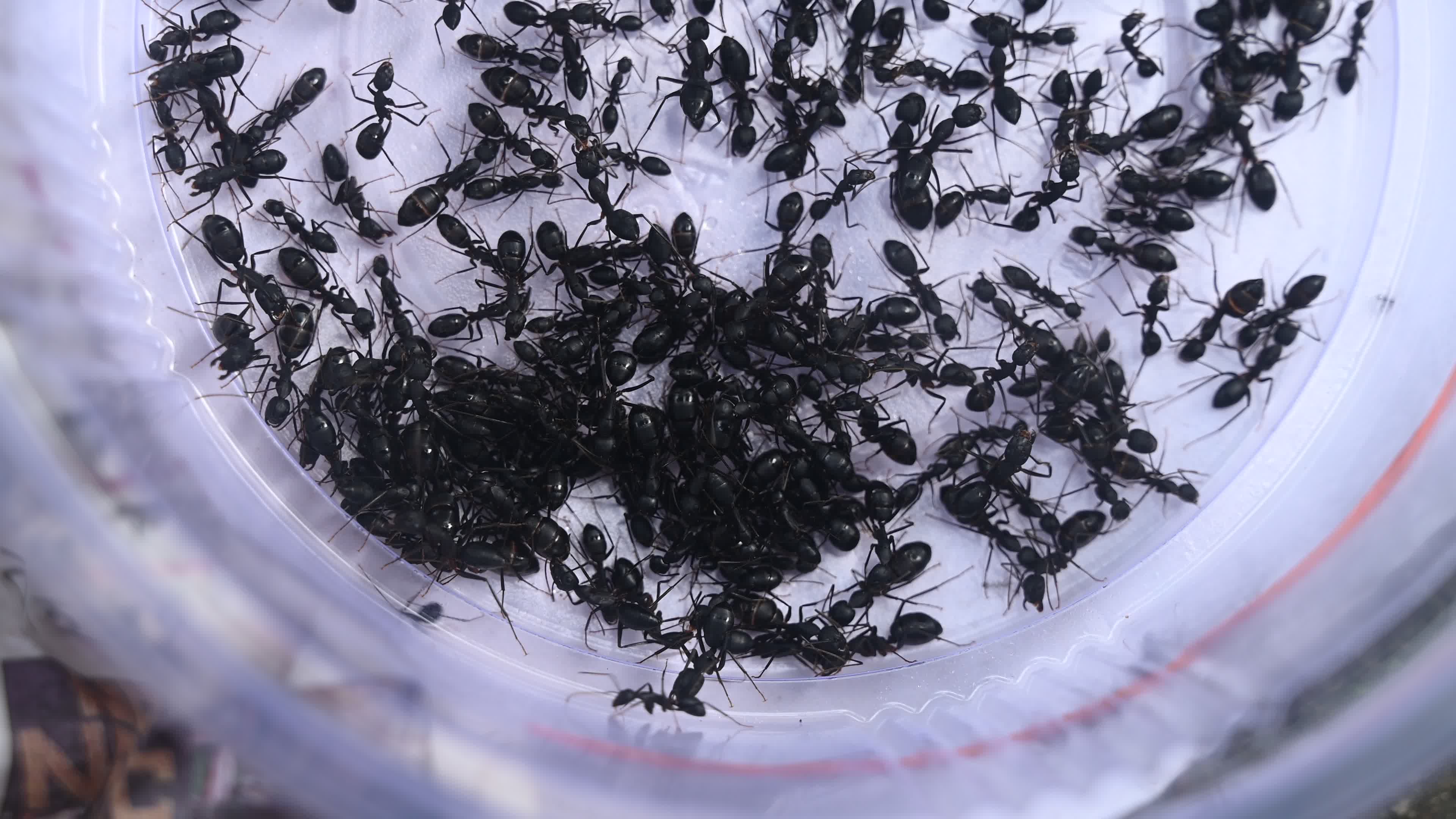  Camponotus compressus - Indian Black Ant
