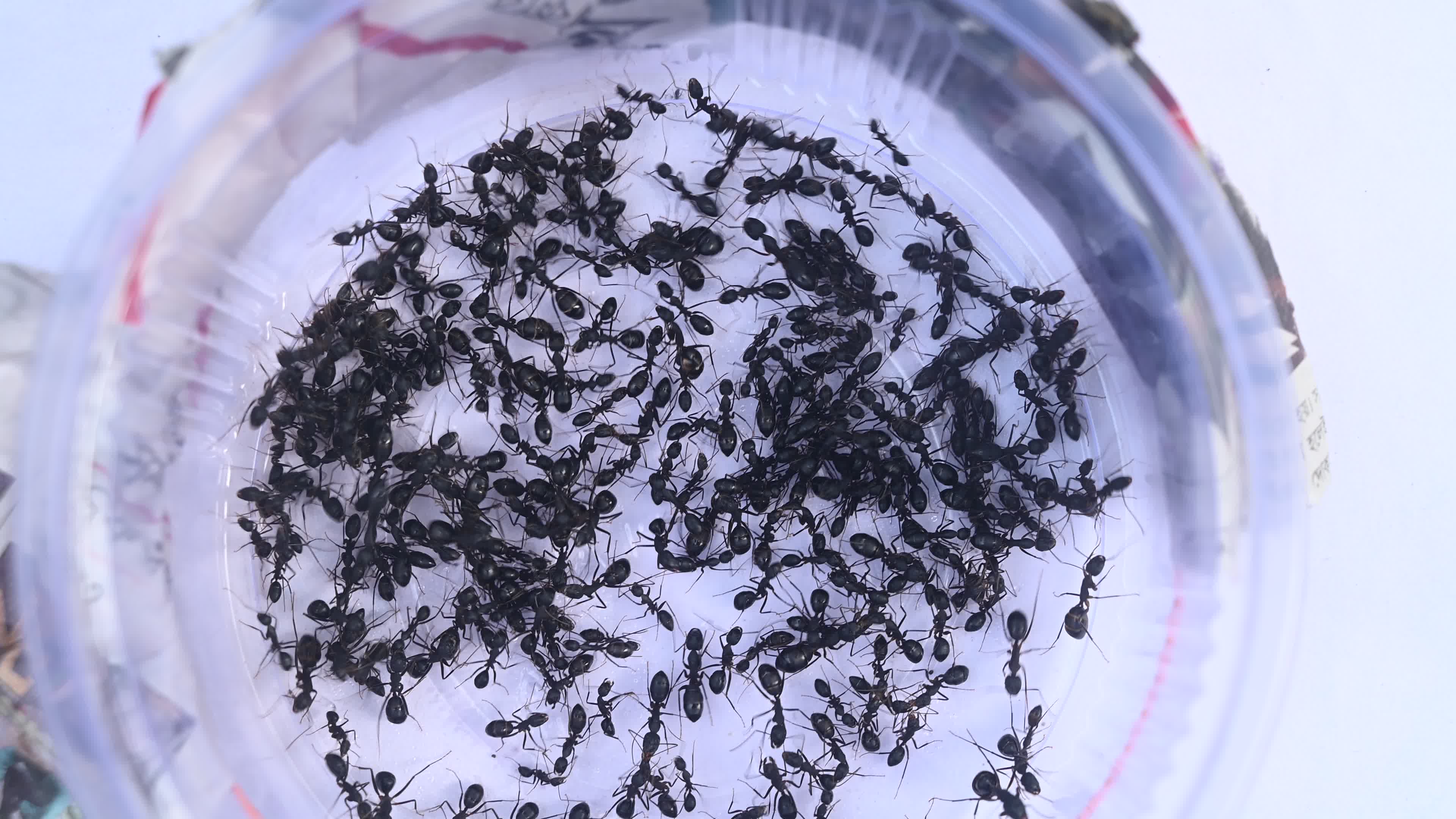  Camponotus compressus - Indian Black Ant
