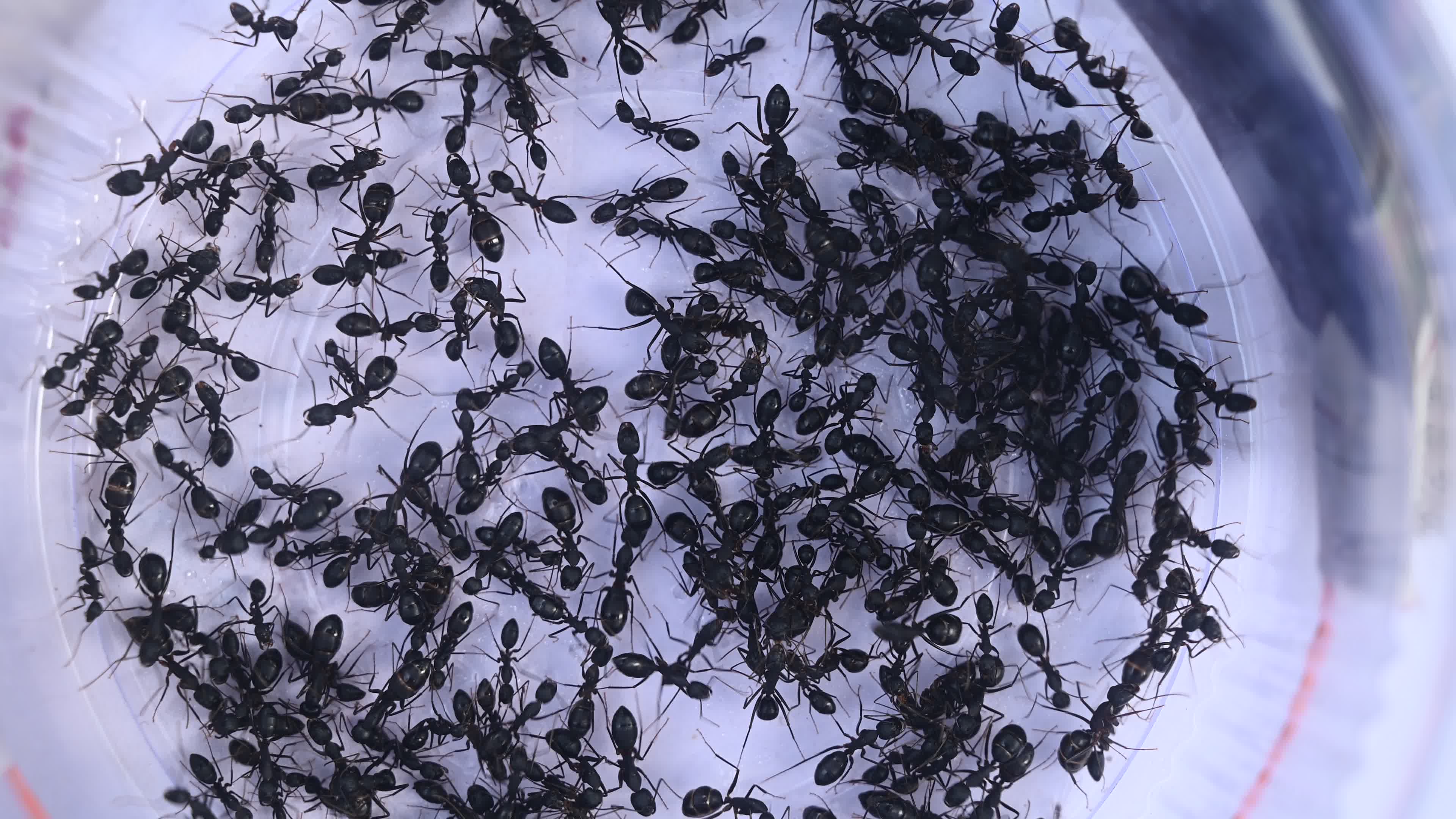  Camponotus compressus - Indian Black Ant
