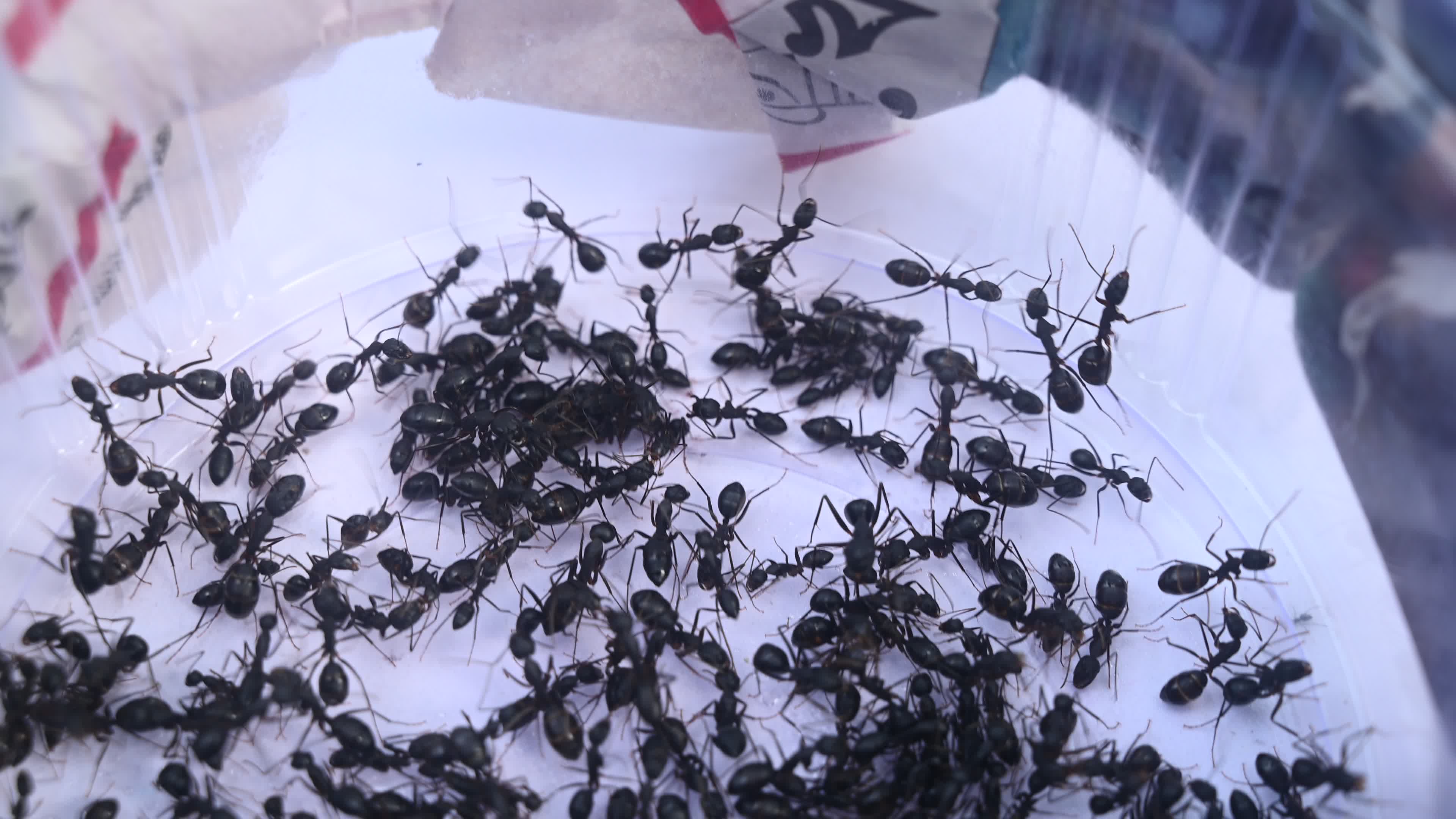  Camponotus compressus - Indian Black Ant
