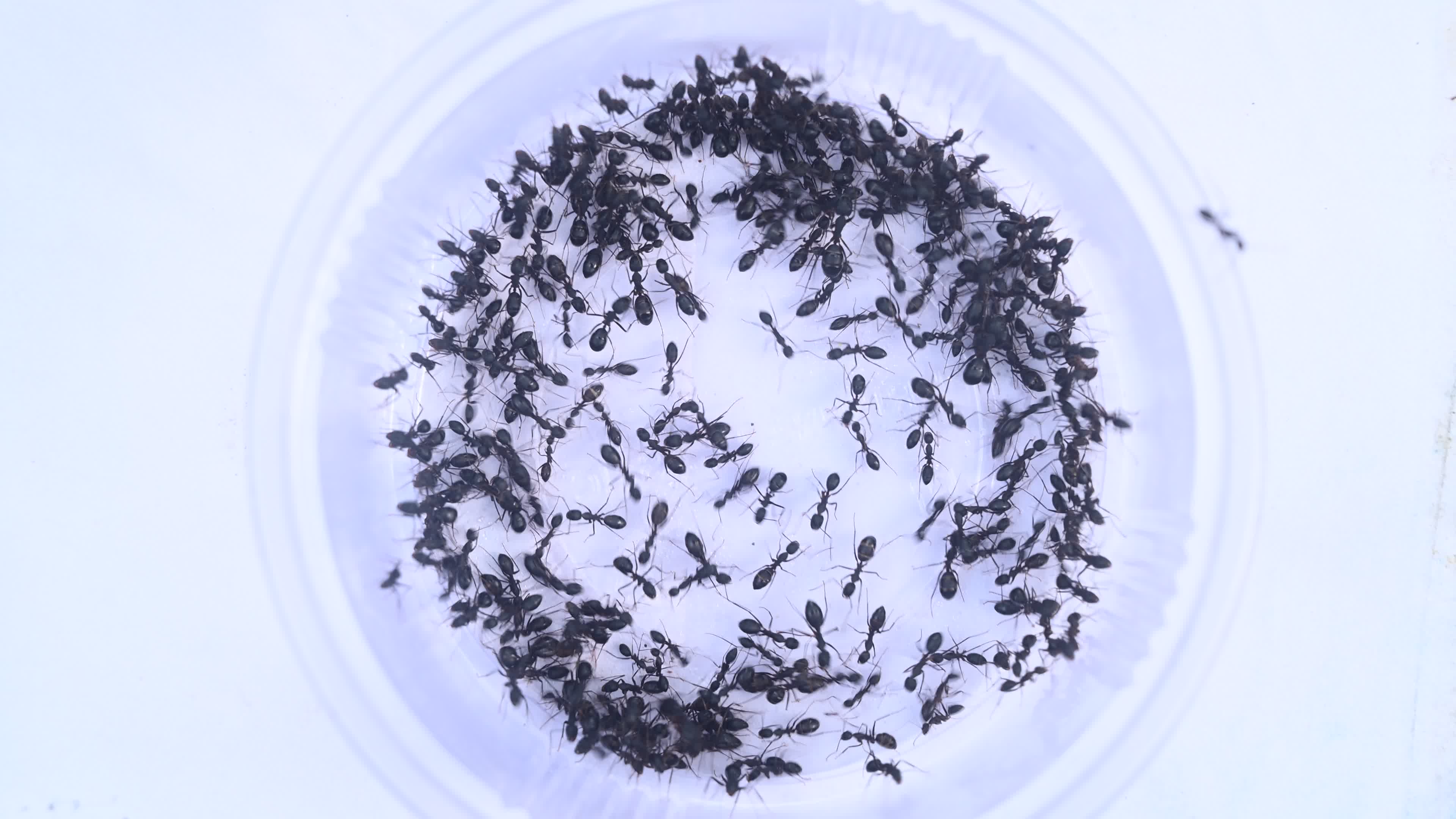  Camponotus compressus - Indian Black Ant
