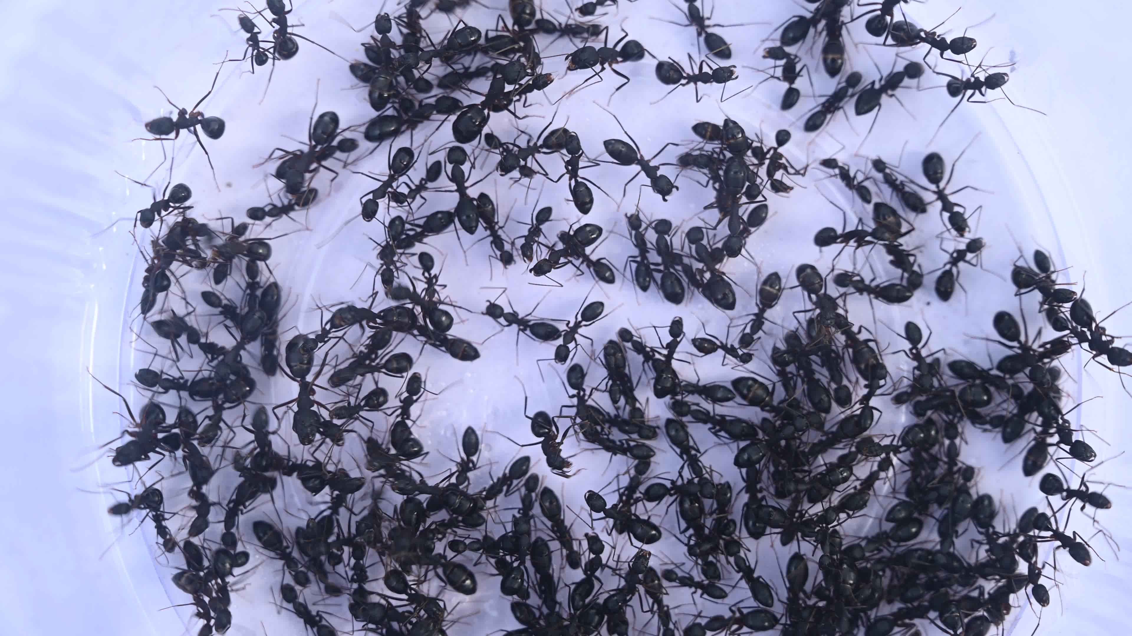  Camponotus compressus - Indian Black Ant

