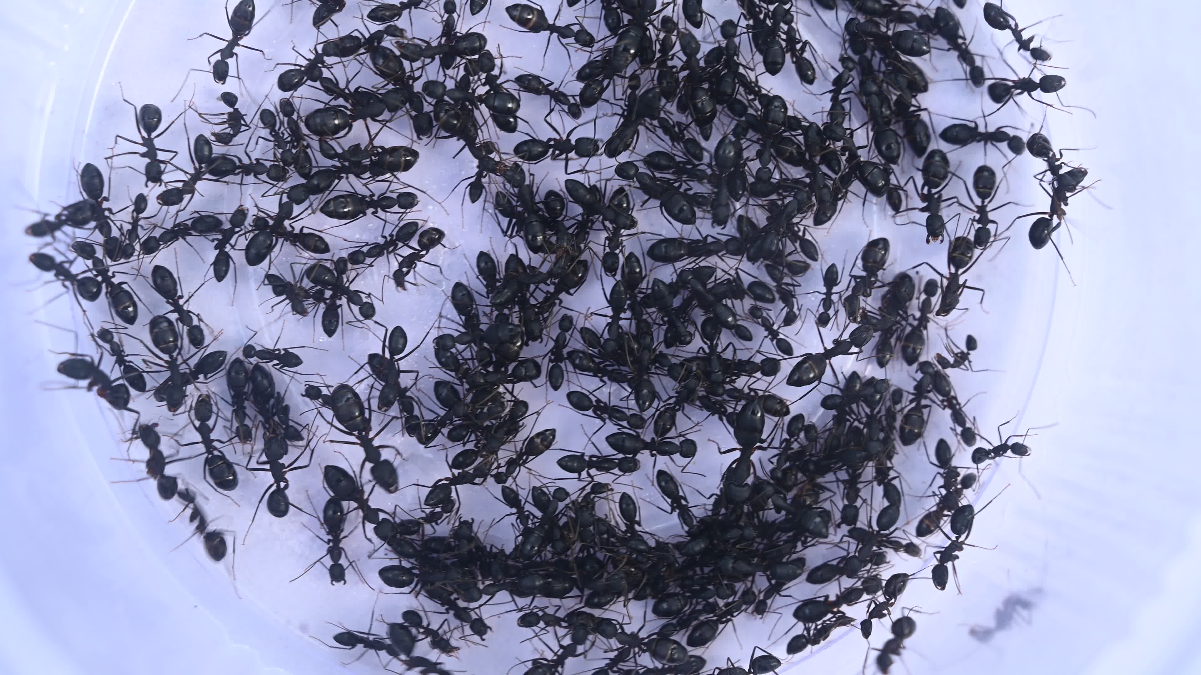  Camponotus compressus - Indian Black Ant
