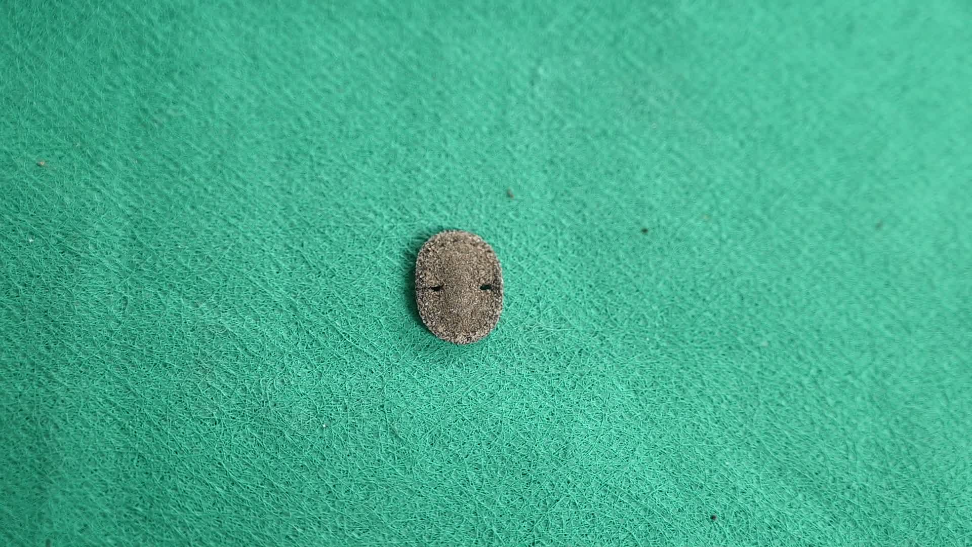 Tineid moth larva - Tineidae - Fungus moth - Lepidoptera
