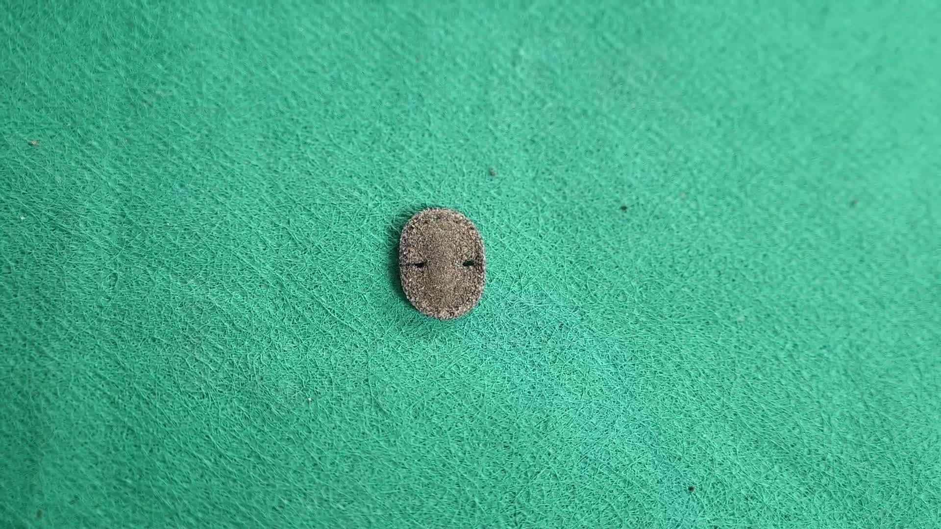 Tineid moth larva - Tineidae - Fungus moth - Lepidoptera