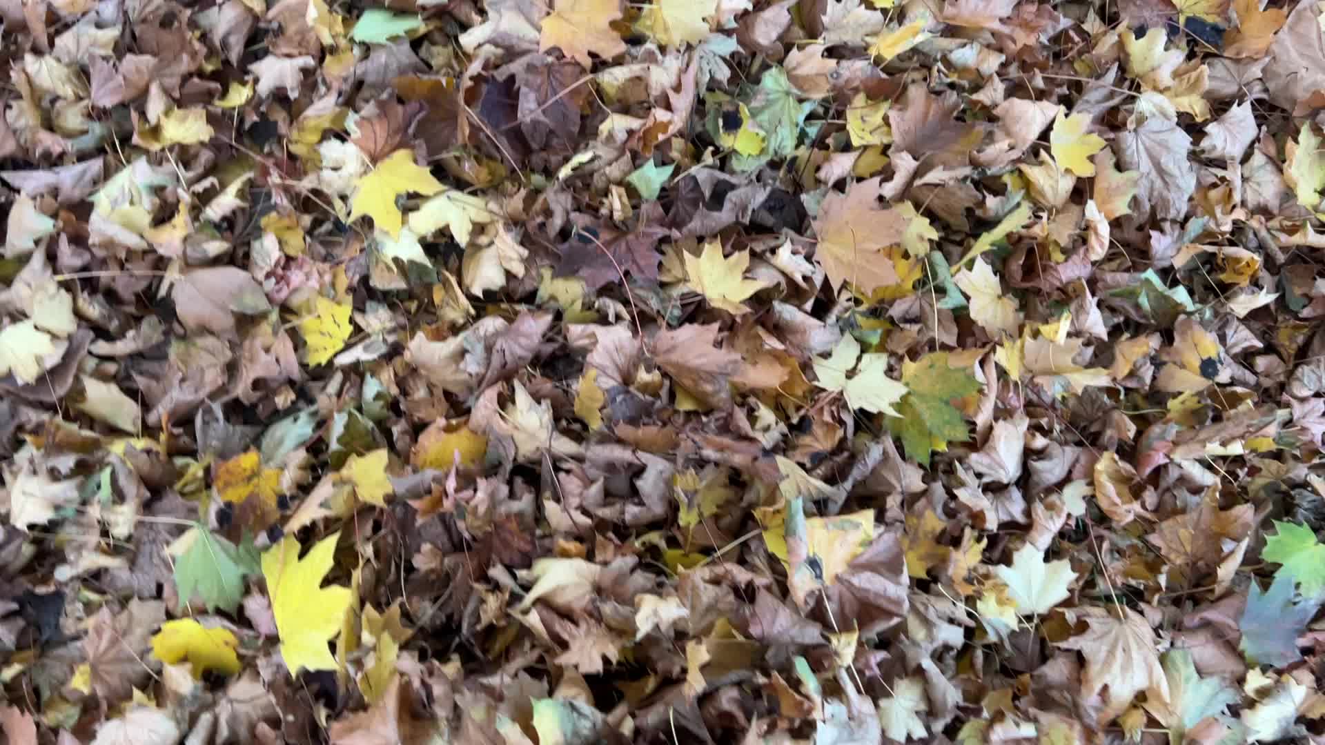 Toronto breaks 65-year-old temperature record