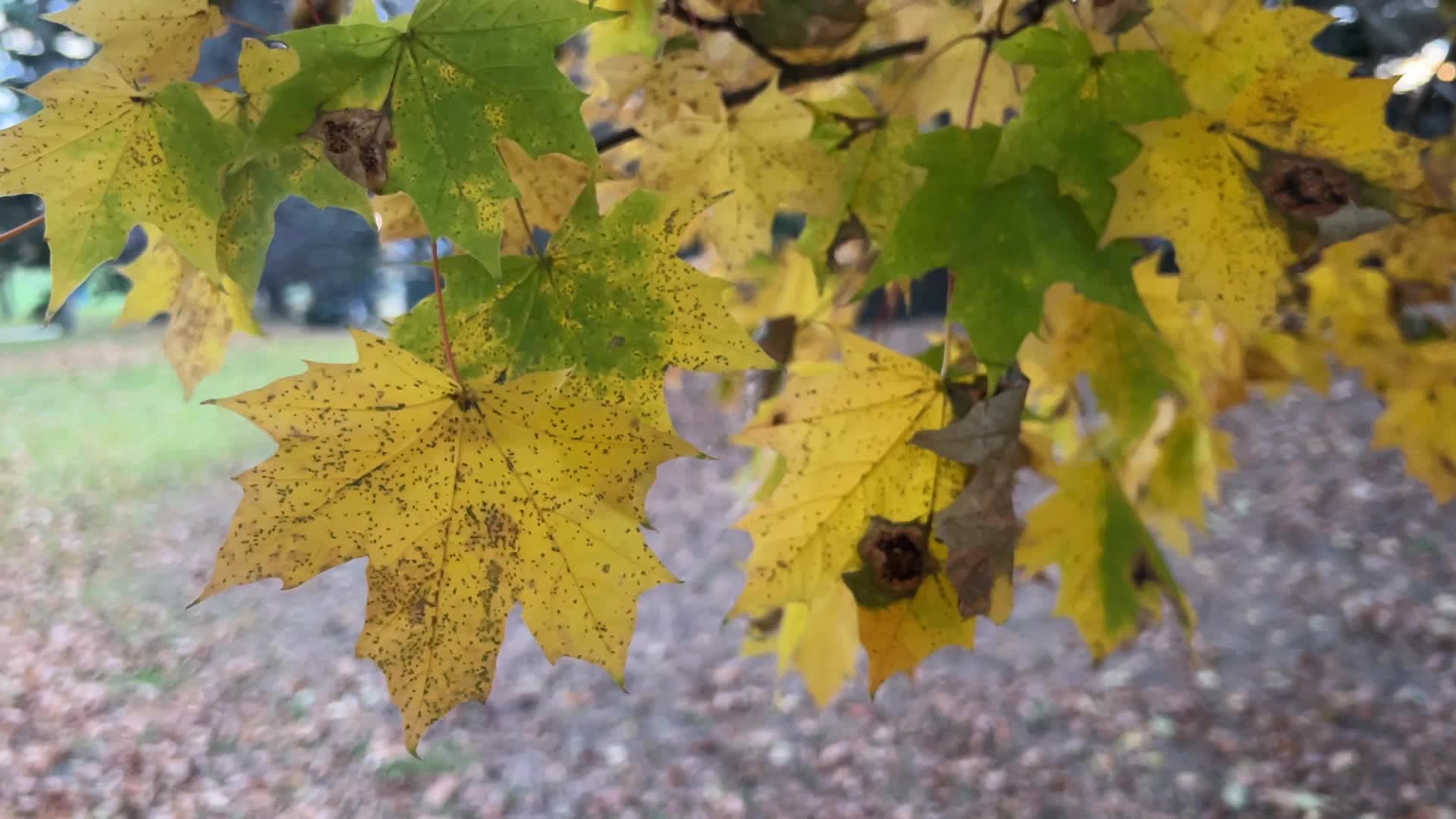 Toronto breaks 65-year-old temperature record