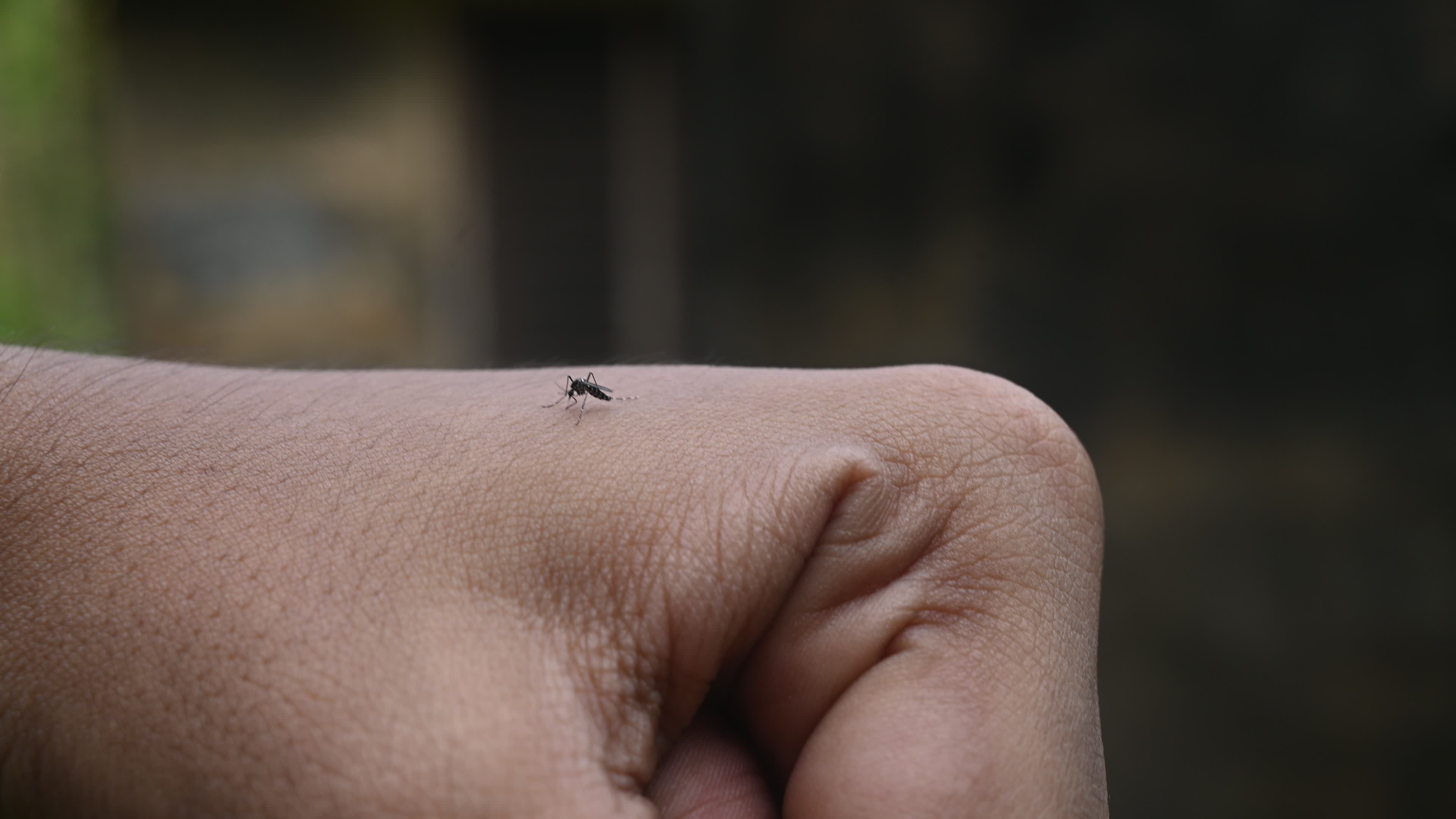  Asian tiger mosquito - Aedes albopictus - Mosquito bites
