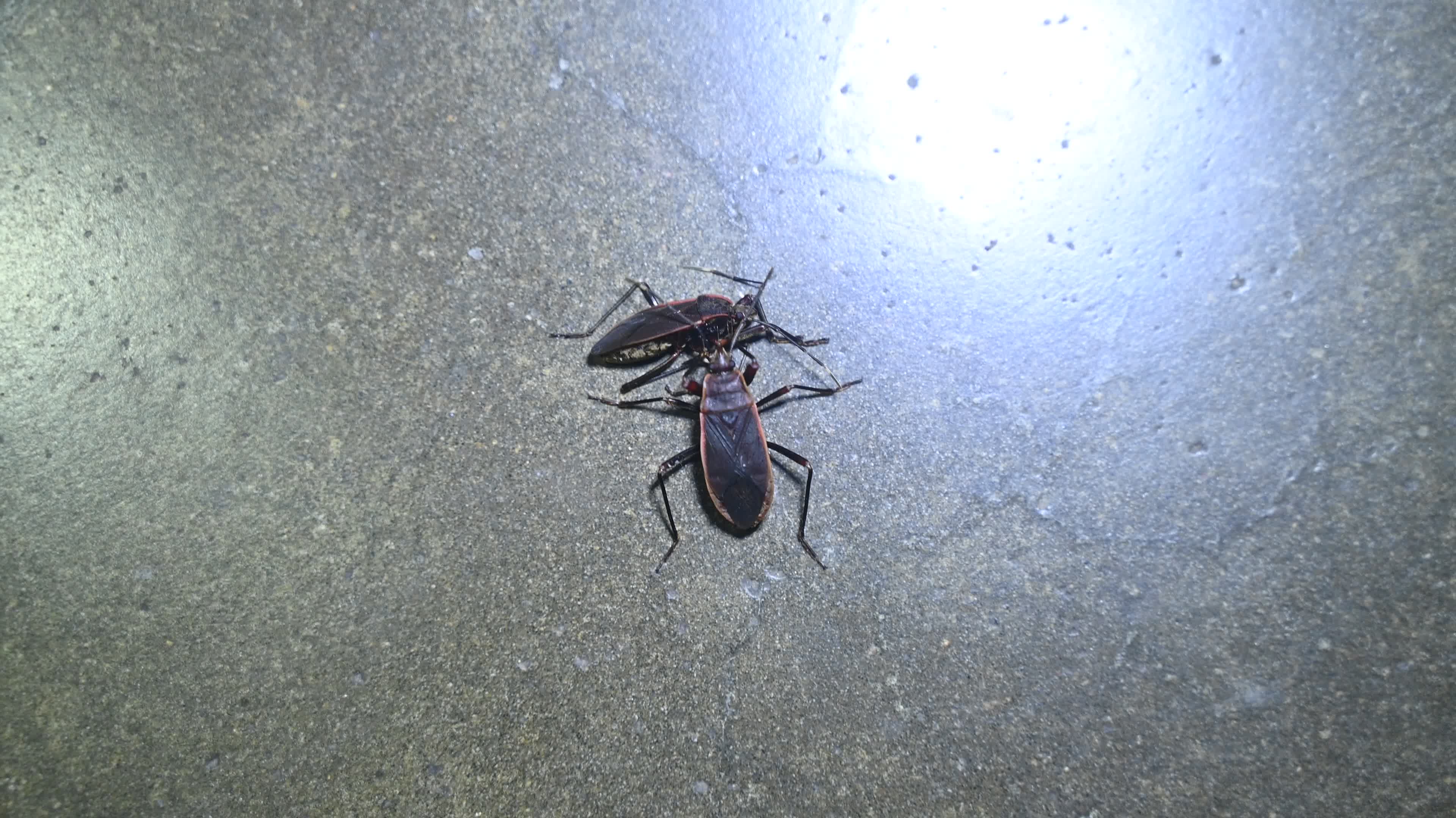 Iphita limbata - Pyrrhocoridae 
