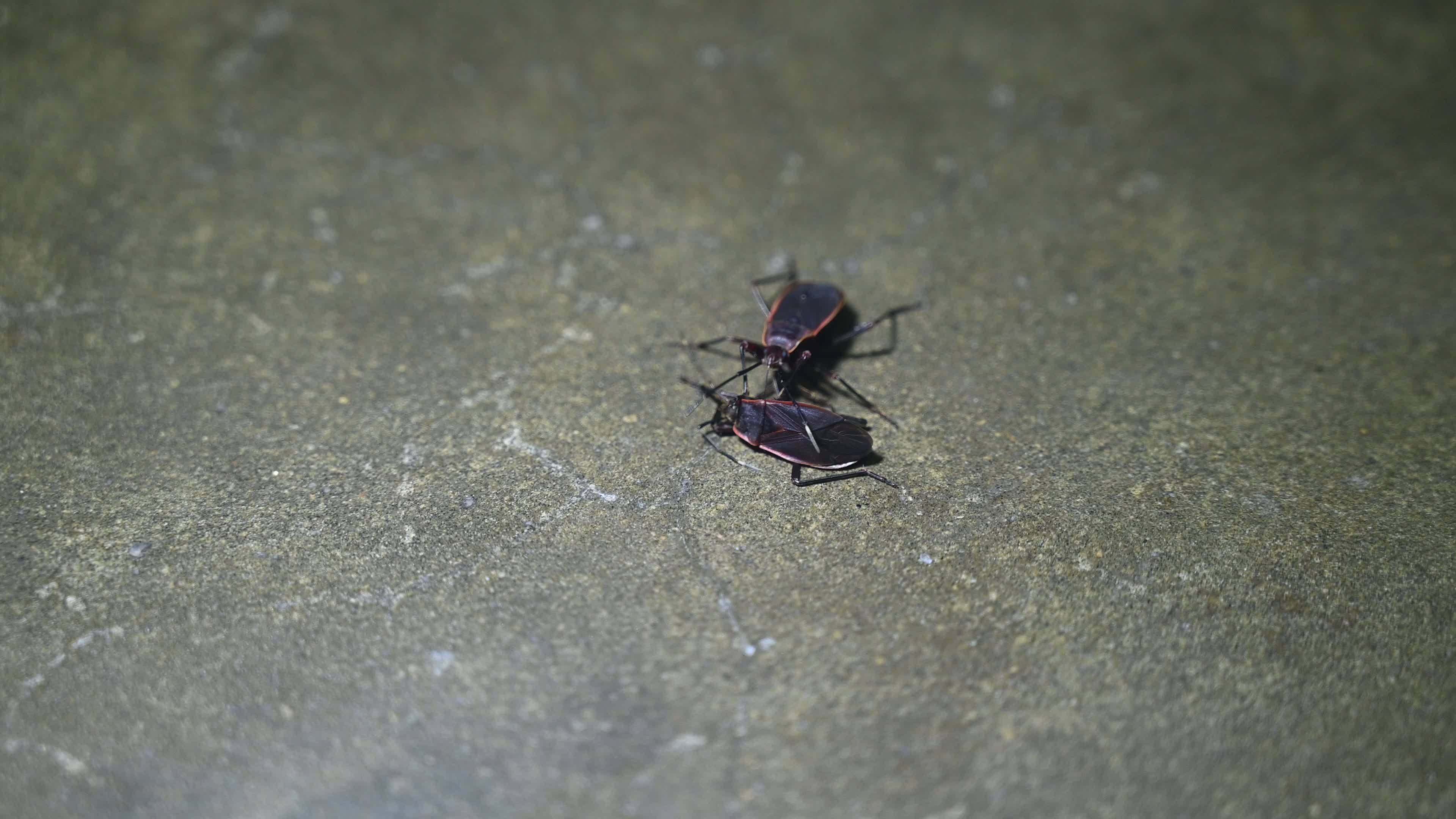 Iphita limbata - Pyrrhocoridae 
