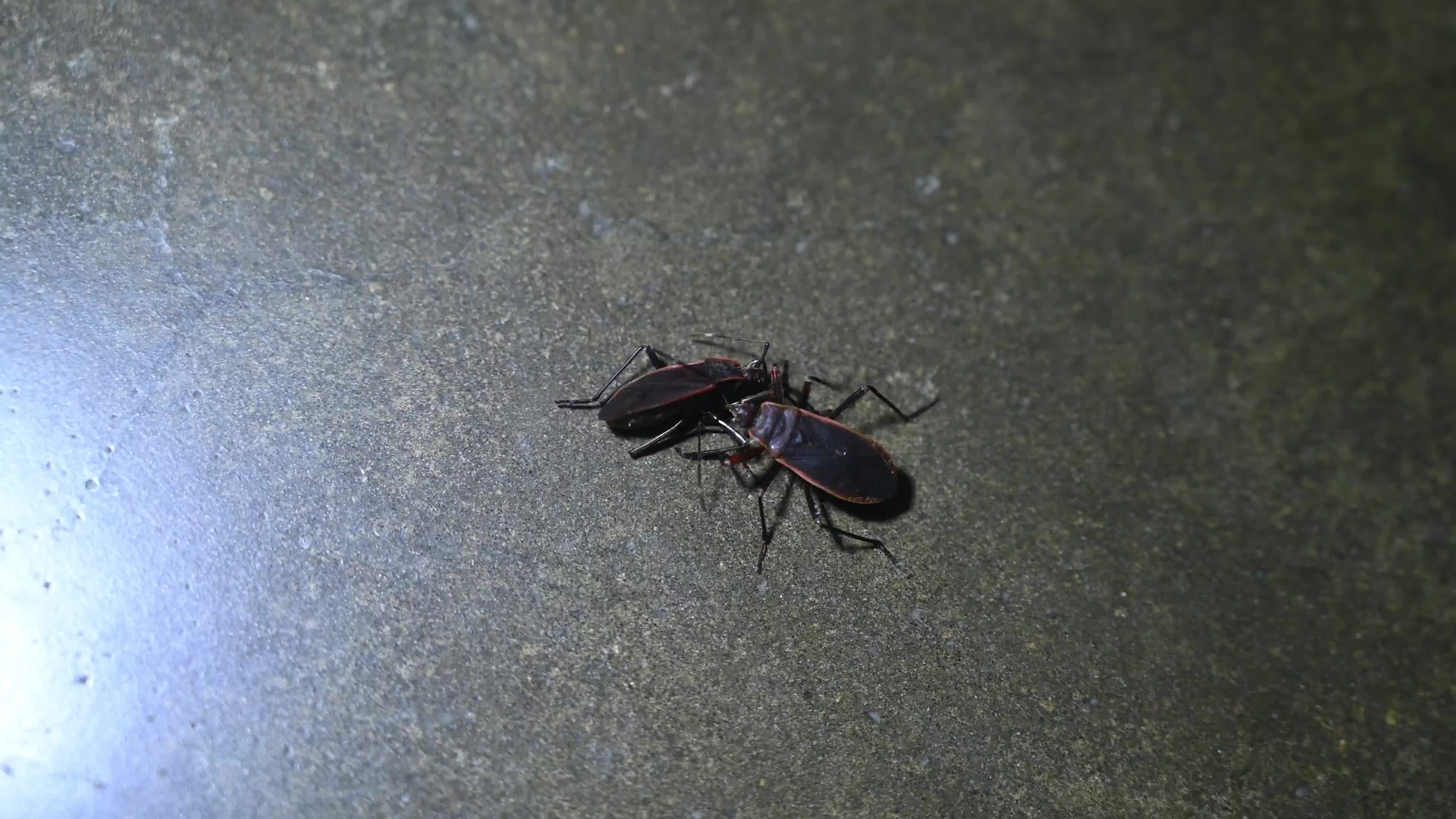 Iphita limbata - Pyrrhocoridae 
