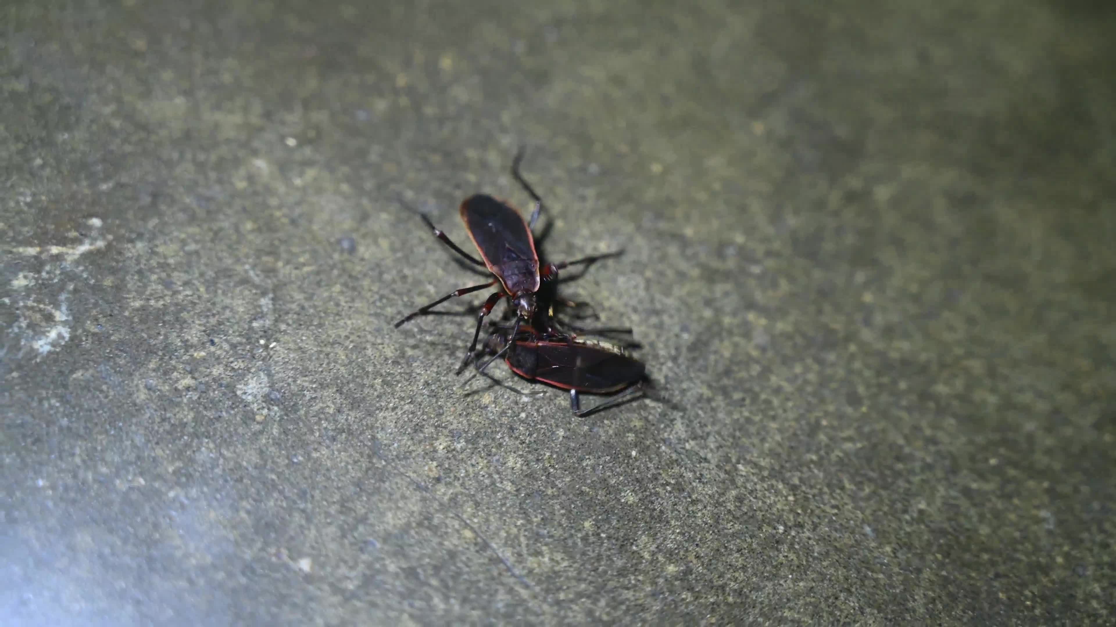 Iphita limbata - Pyrrhocoridae 
