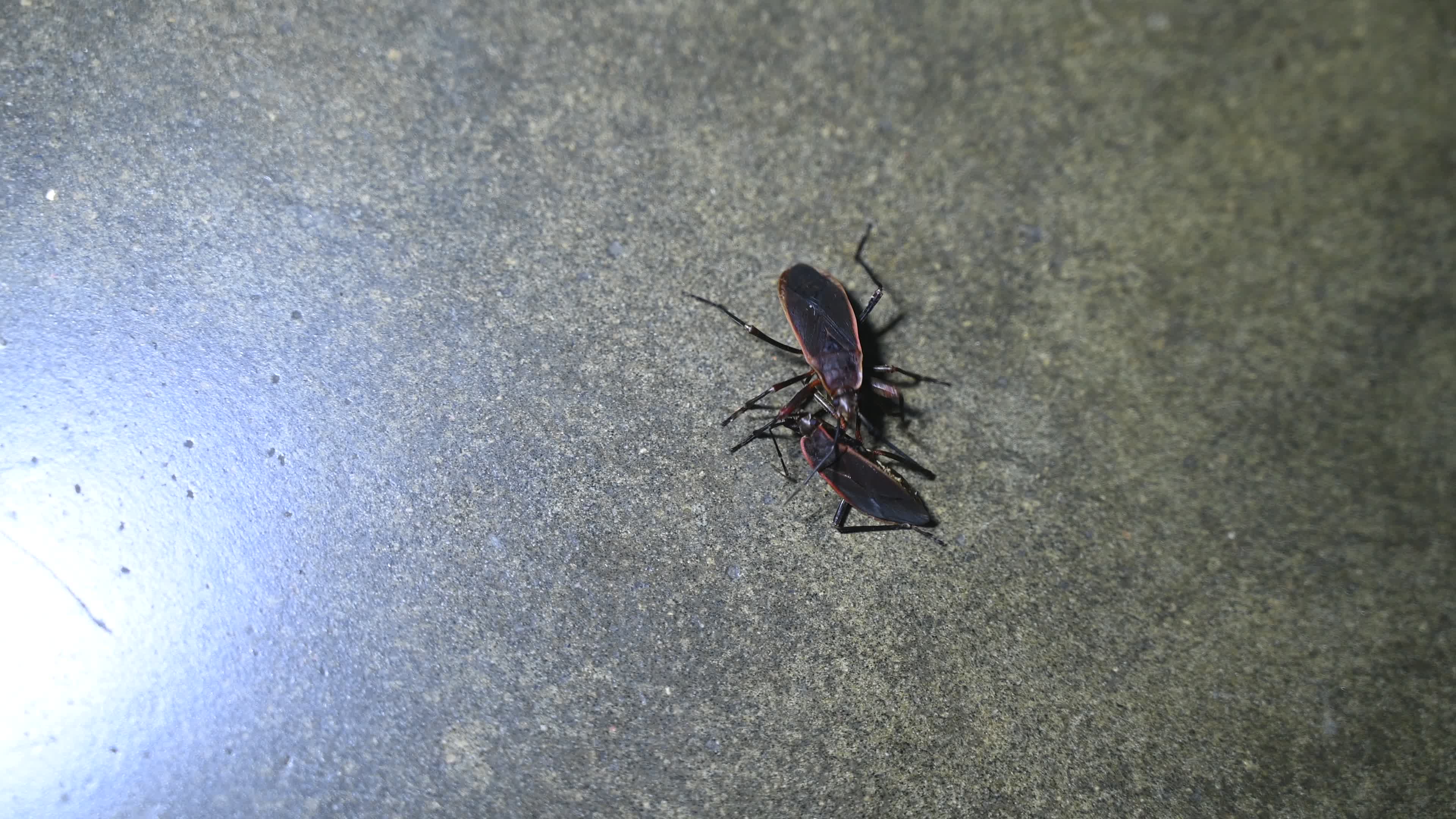 Iphita limbata - Pyrrhocoridae 
