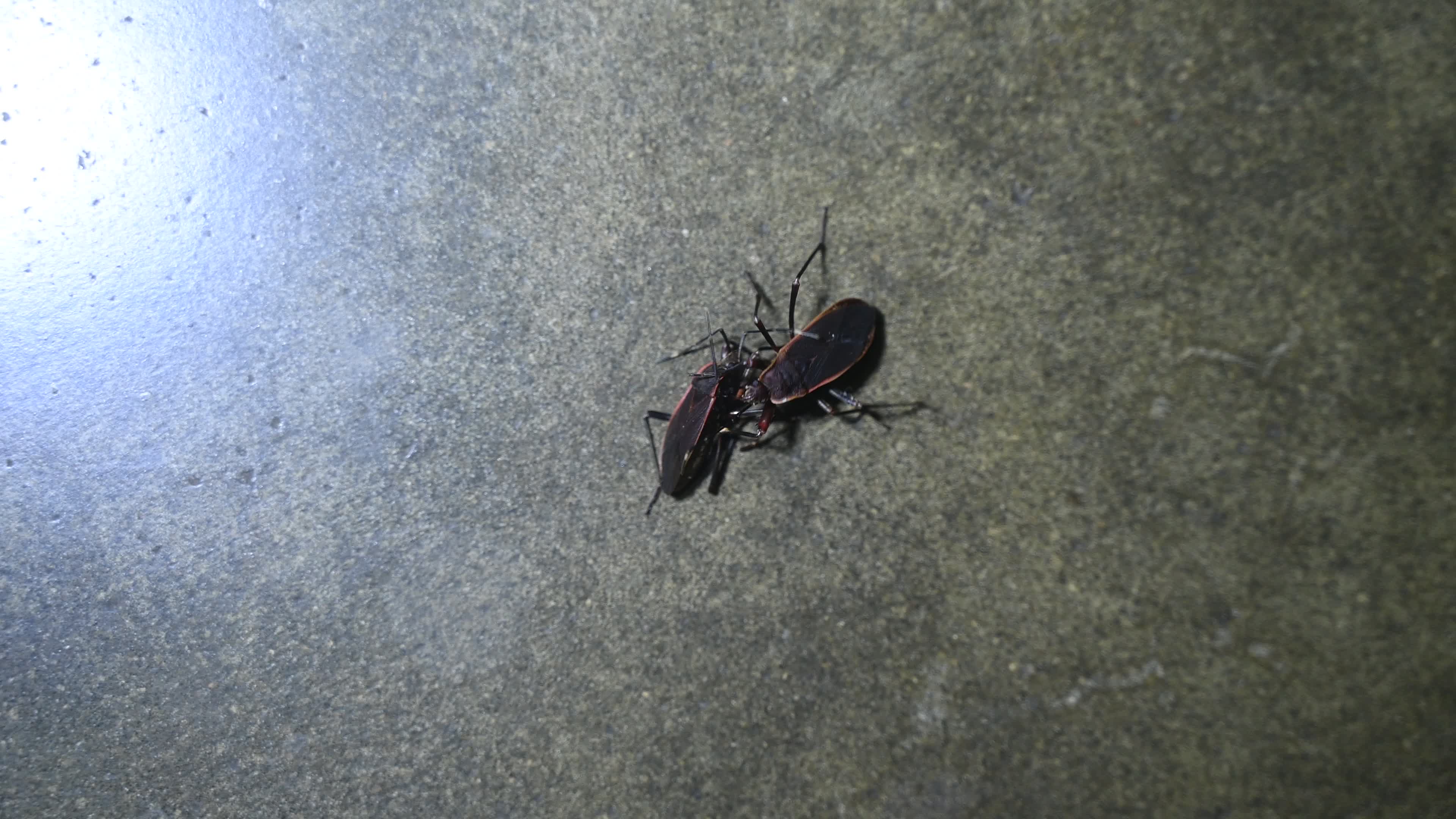 Iphita limbata - Pyrrhocoridae 
