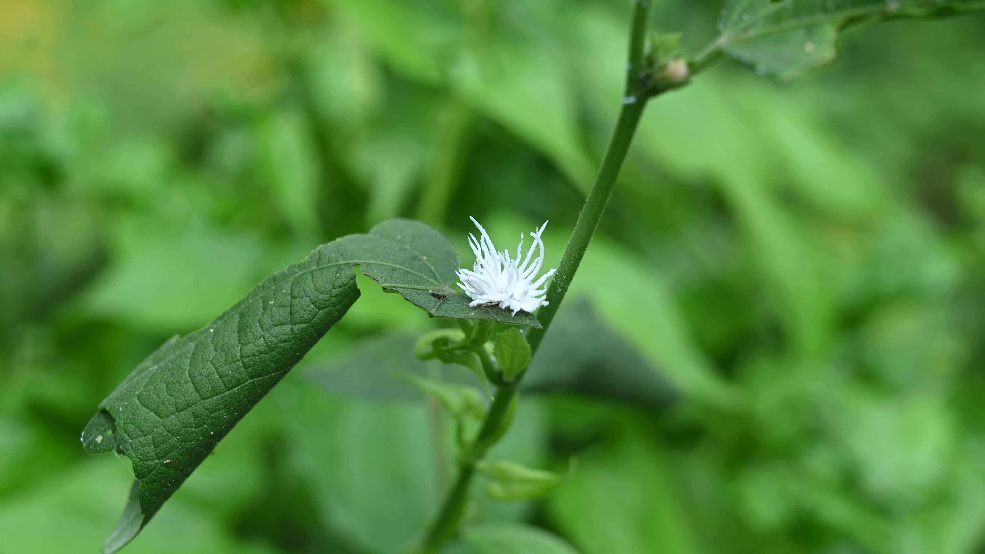 Ladybug beetle (Coccinellidae) larvae camouflage to resemble a white flower
