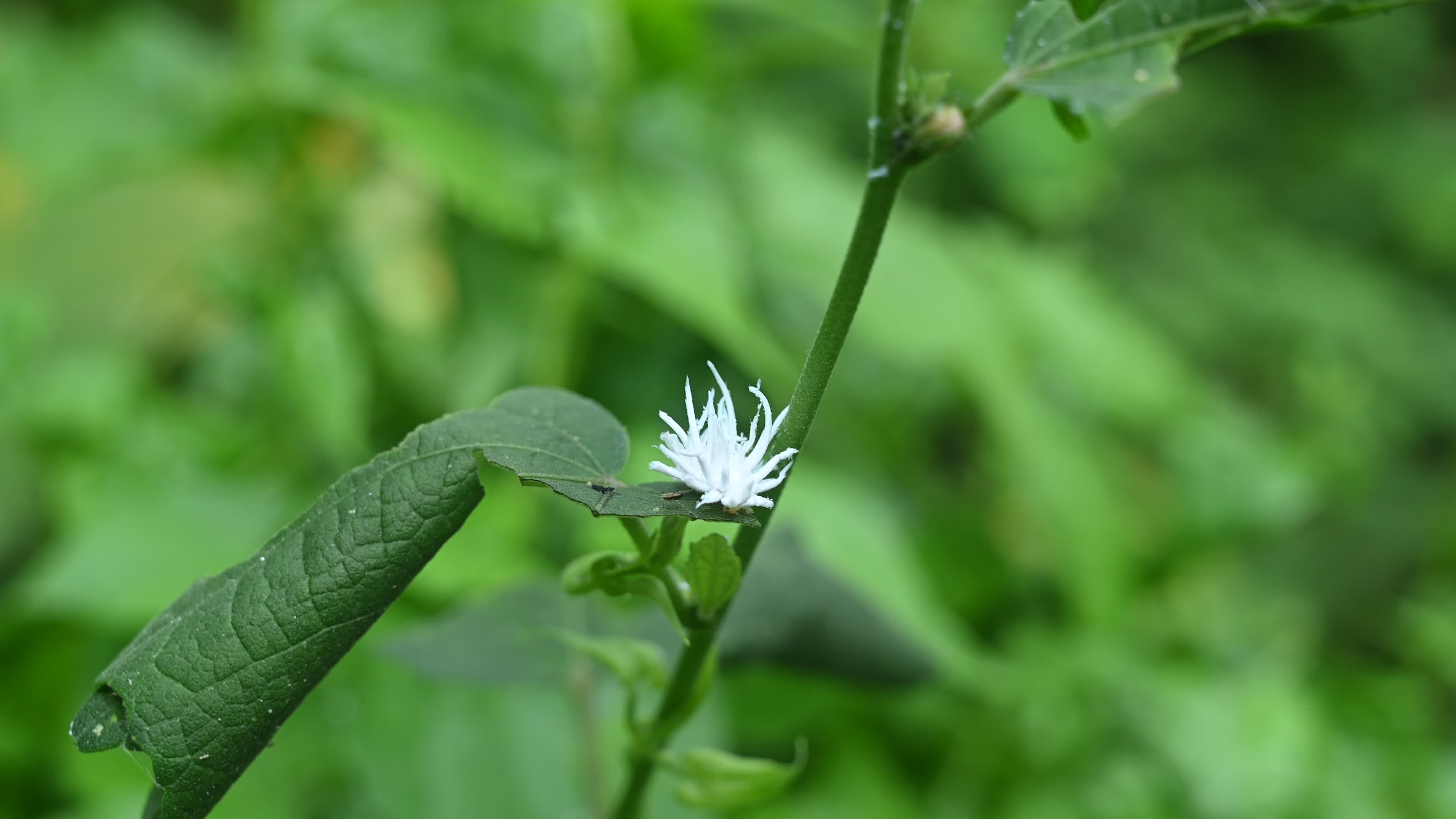 Ladybug beetle (Coccinellidae) larvae camouflage to resemble a white flower
