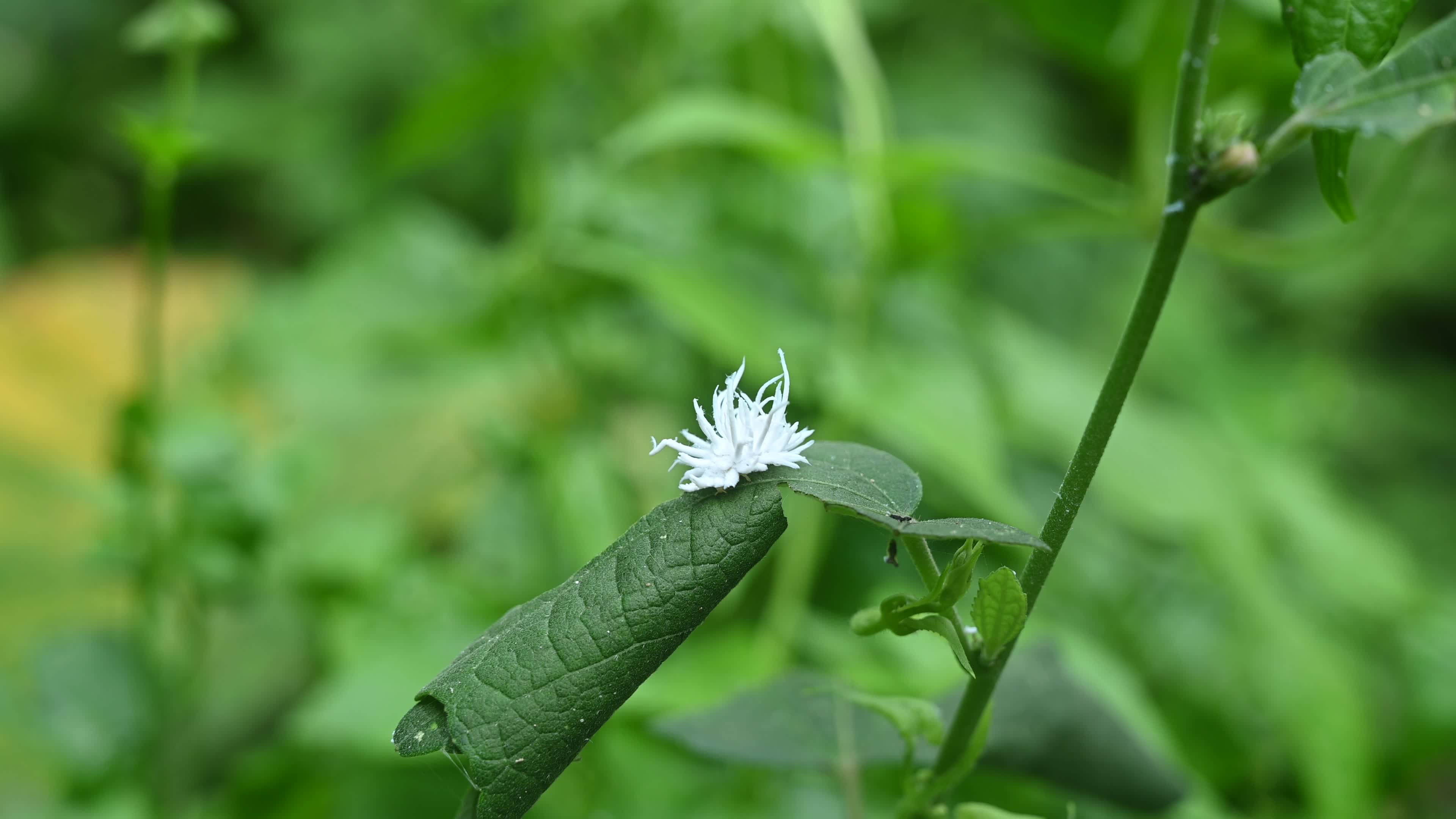 Ladybug beetle (Coccinellidae) larvae camouflage to resemble a white flower
