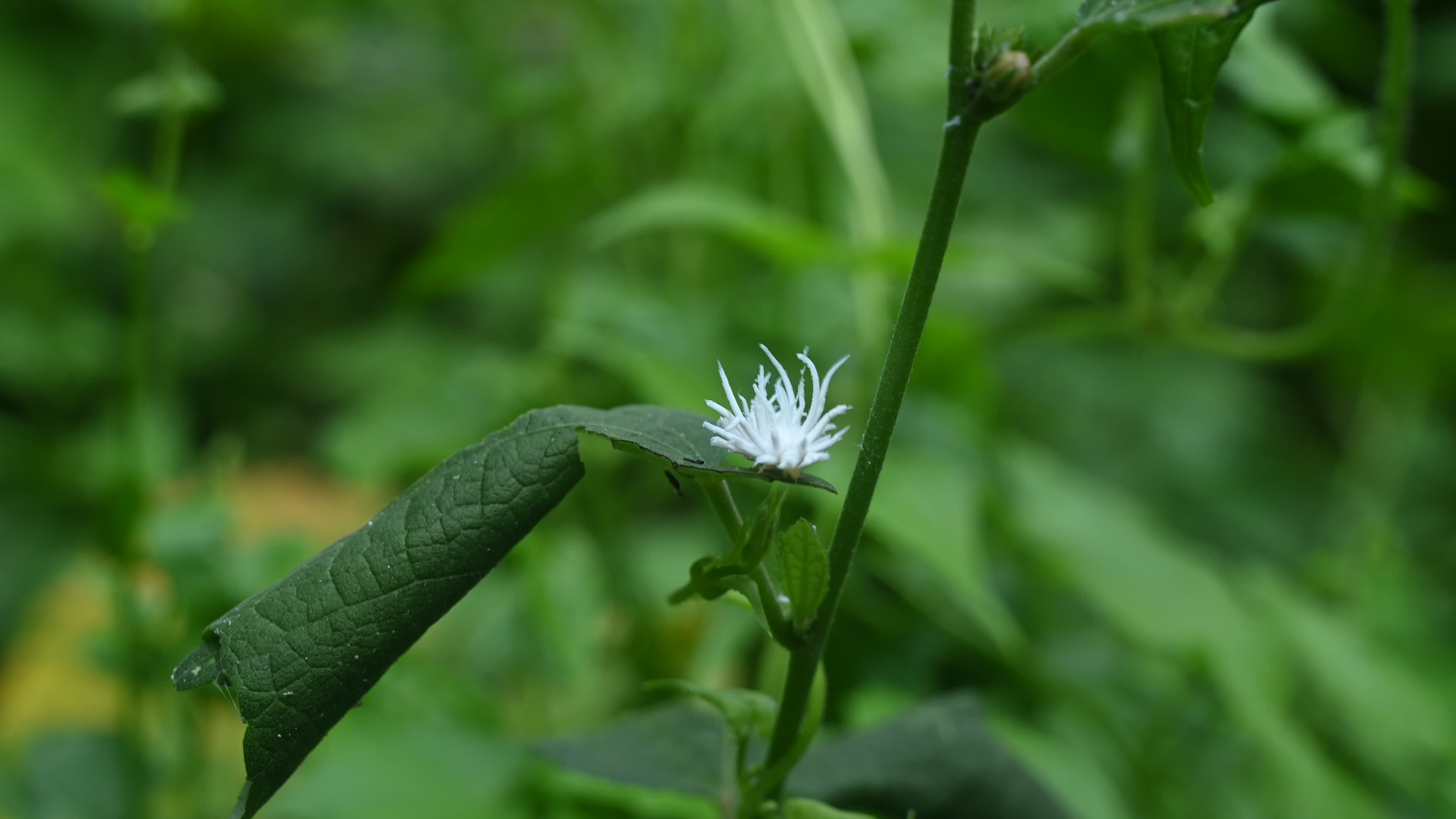Ladybug beetle (Coccinellidae) larvae camouflage to resemble a white flower
