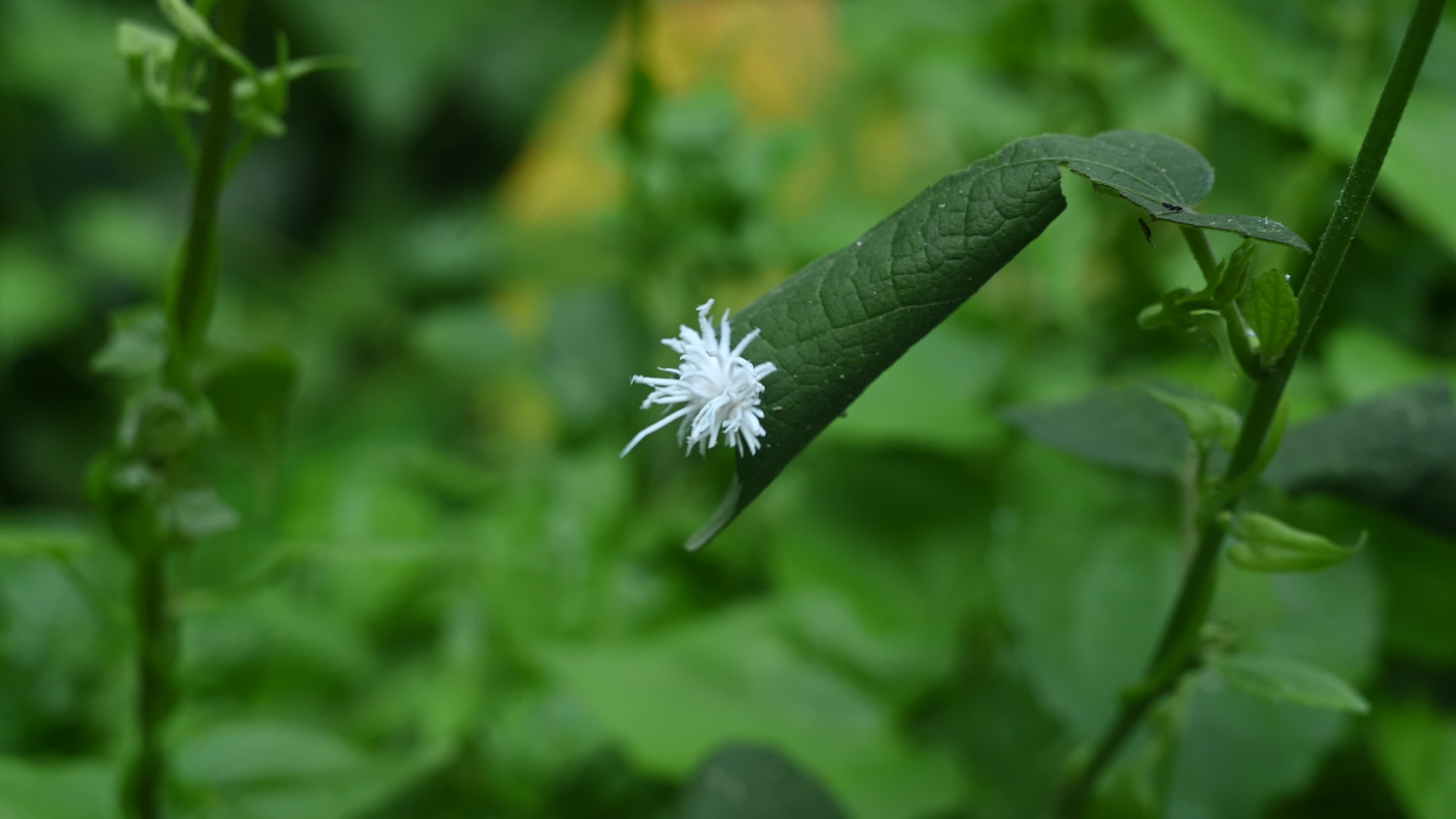 Ladybug beetle (Coccinellidae) larvae camouflage to resemble a white flower
