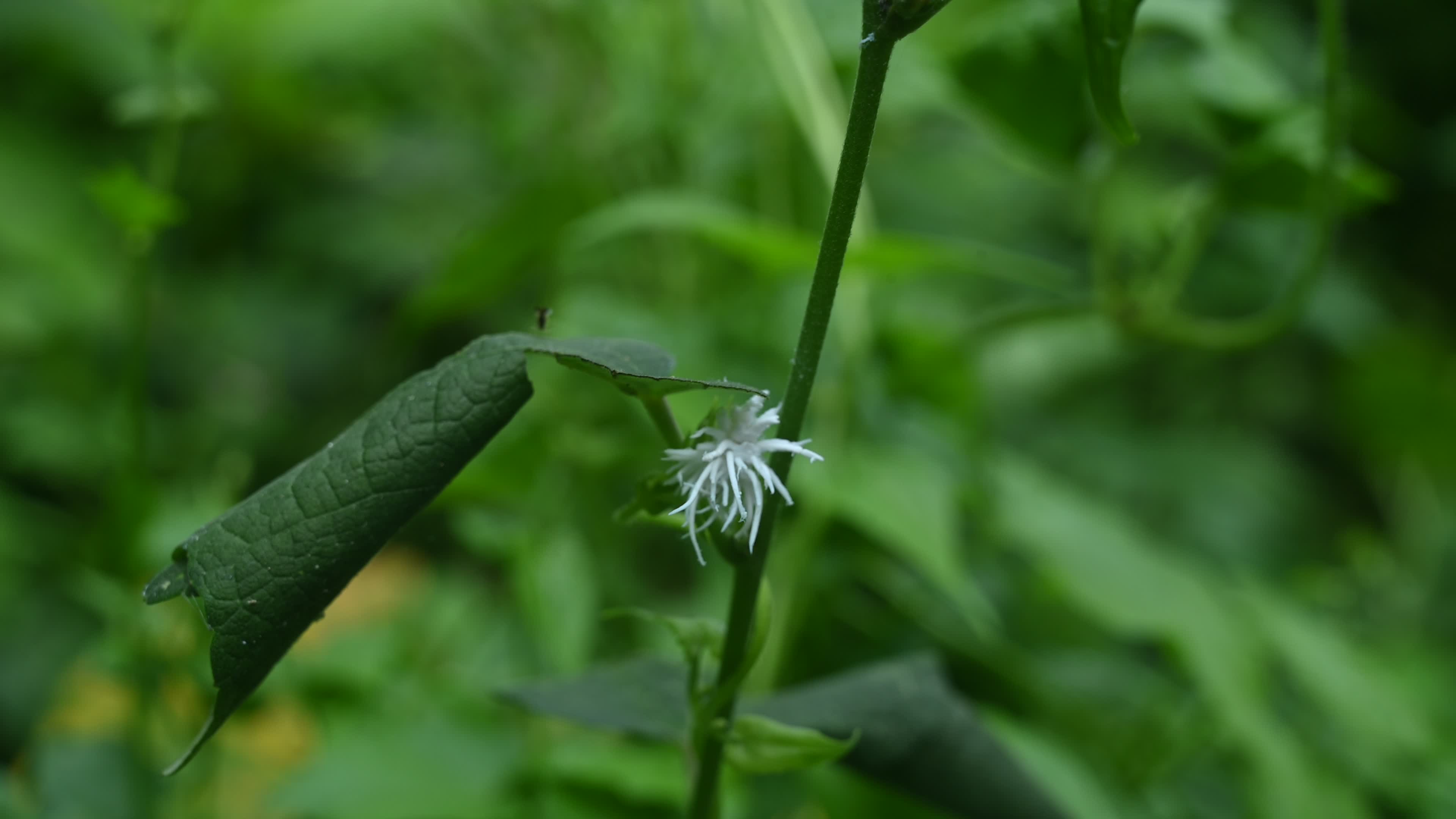 Ladybug beetle (Coccinellidae) larvae camouflage to resemble a white flower
