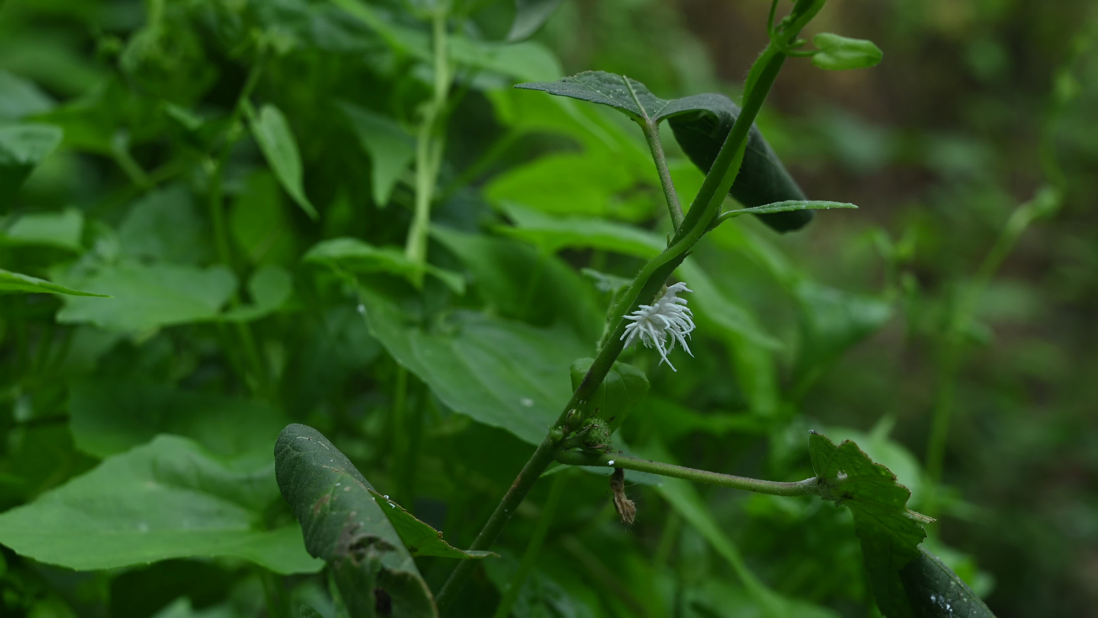 Ladybug beetle (Coccinellidae) larvae camouflage to resemble a white flower
