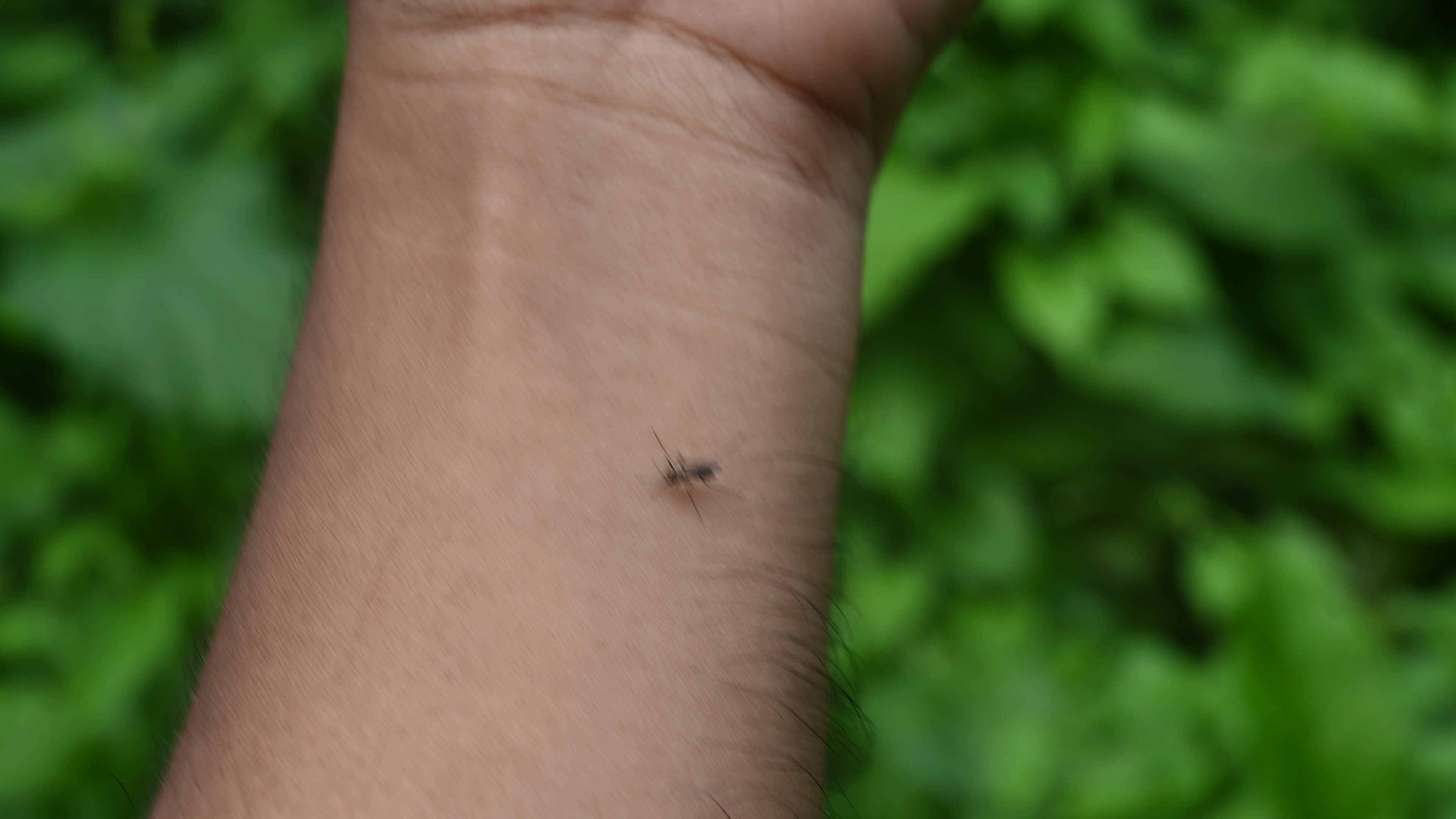 Aedes Mosquito - Mosquito bites
