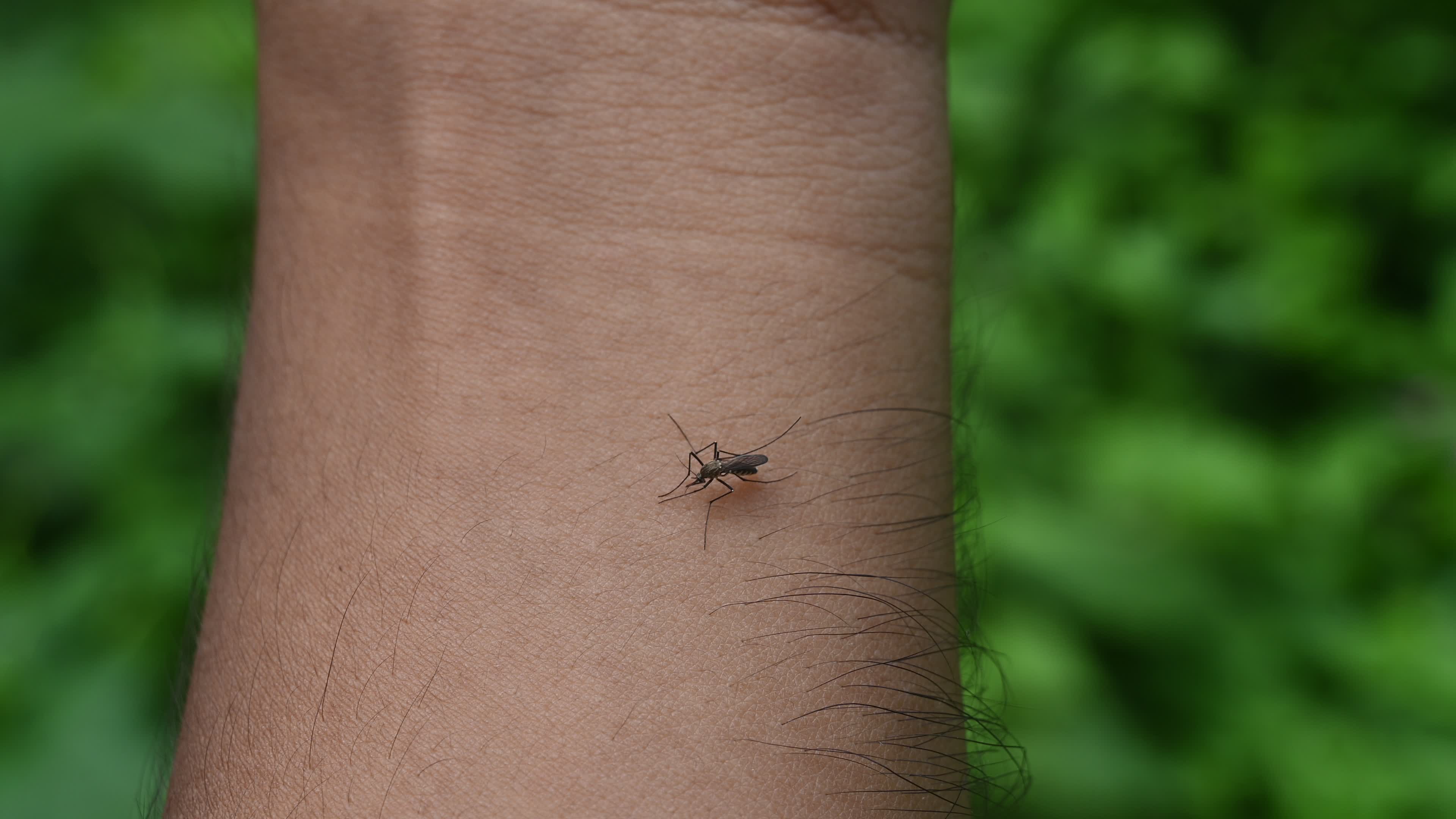 Aedes Mosquito - Mosquito bites
