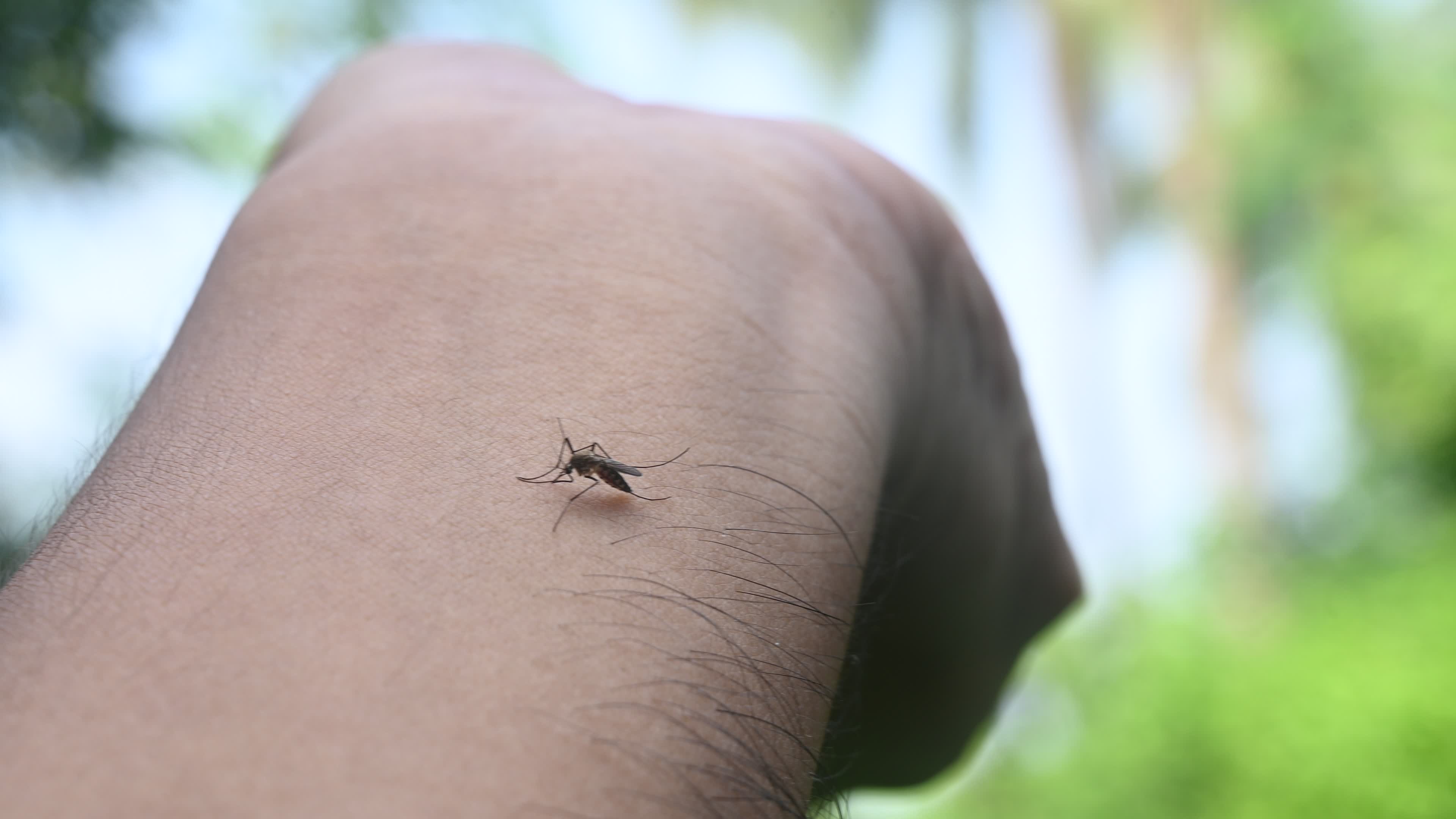 Aedes Mosquito - Mosquito bites
