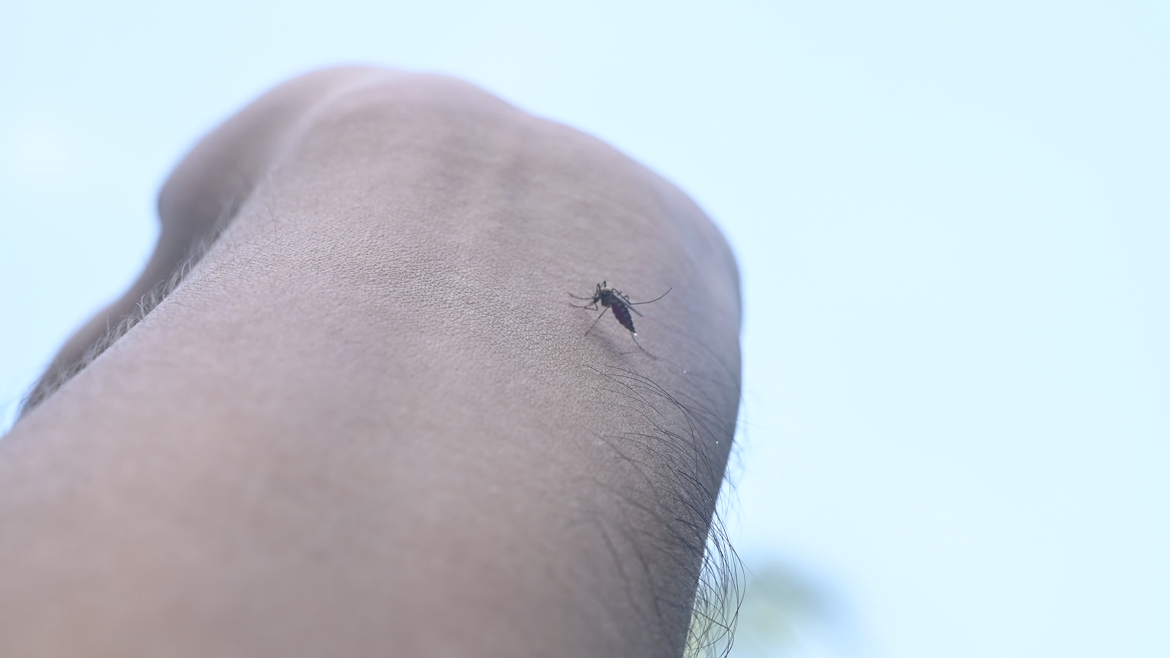 Aedes Mosquito - Mosquito bites
