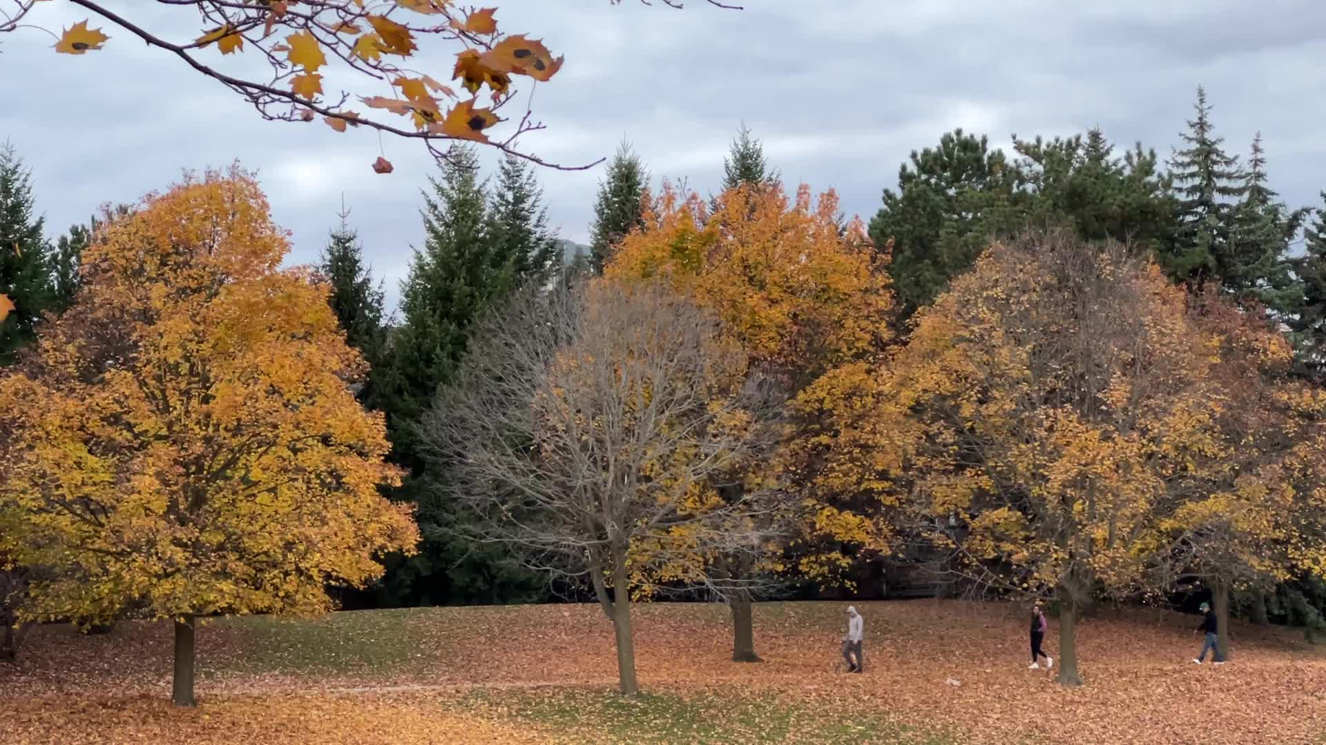 Autumn season in Toronto, Canada