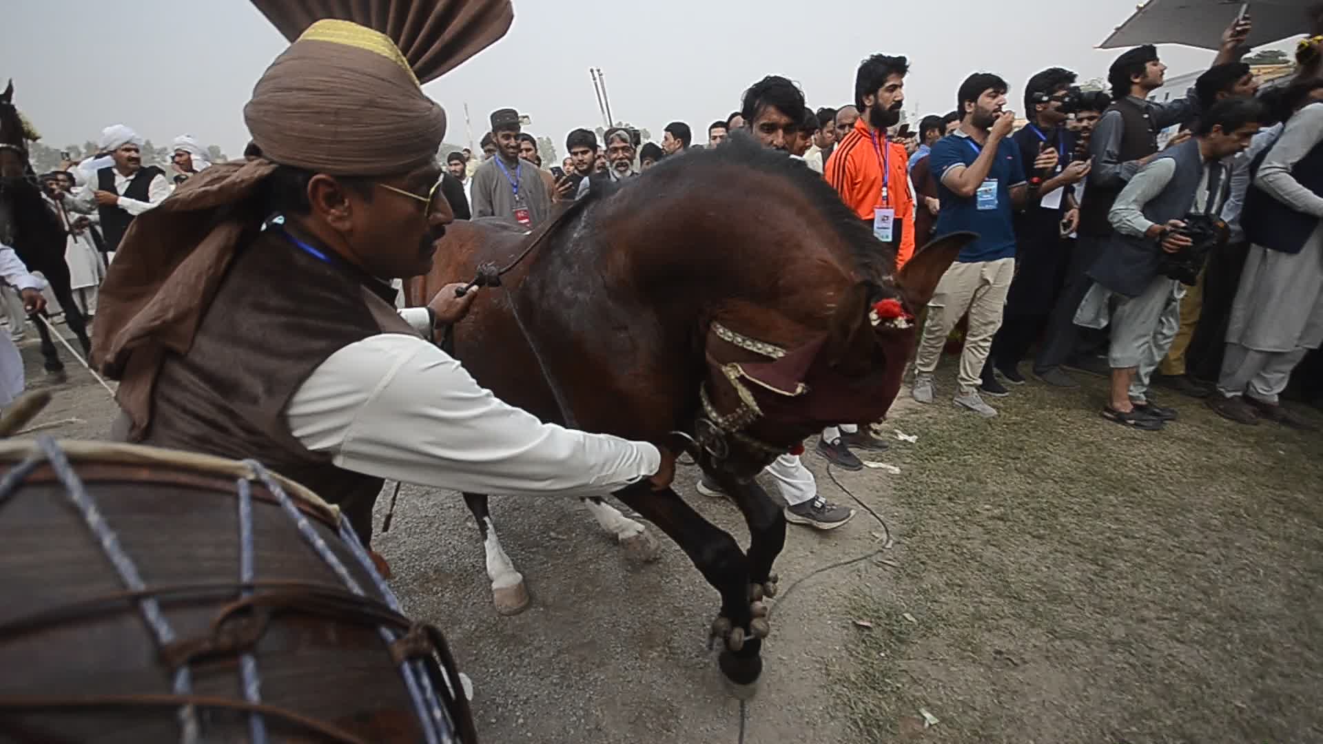 Horse and Cattle show in Peshawar

