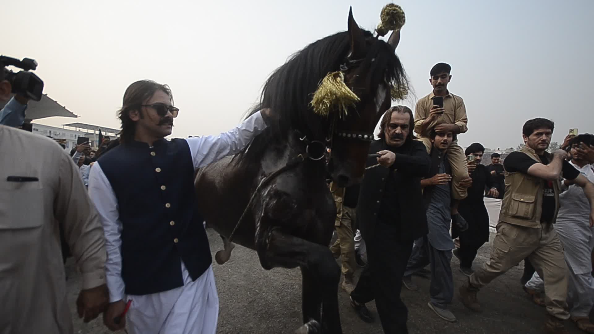 Horse and Cattle show in Peshawar
