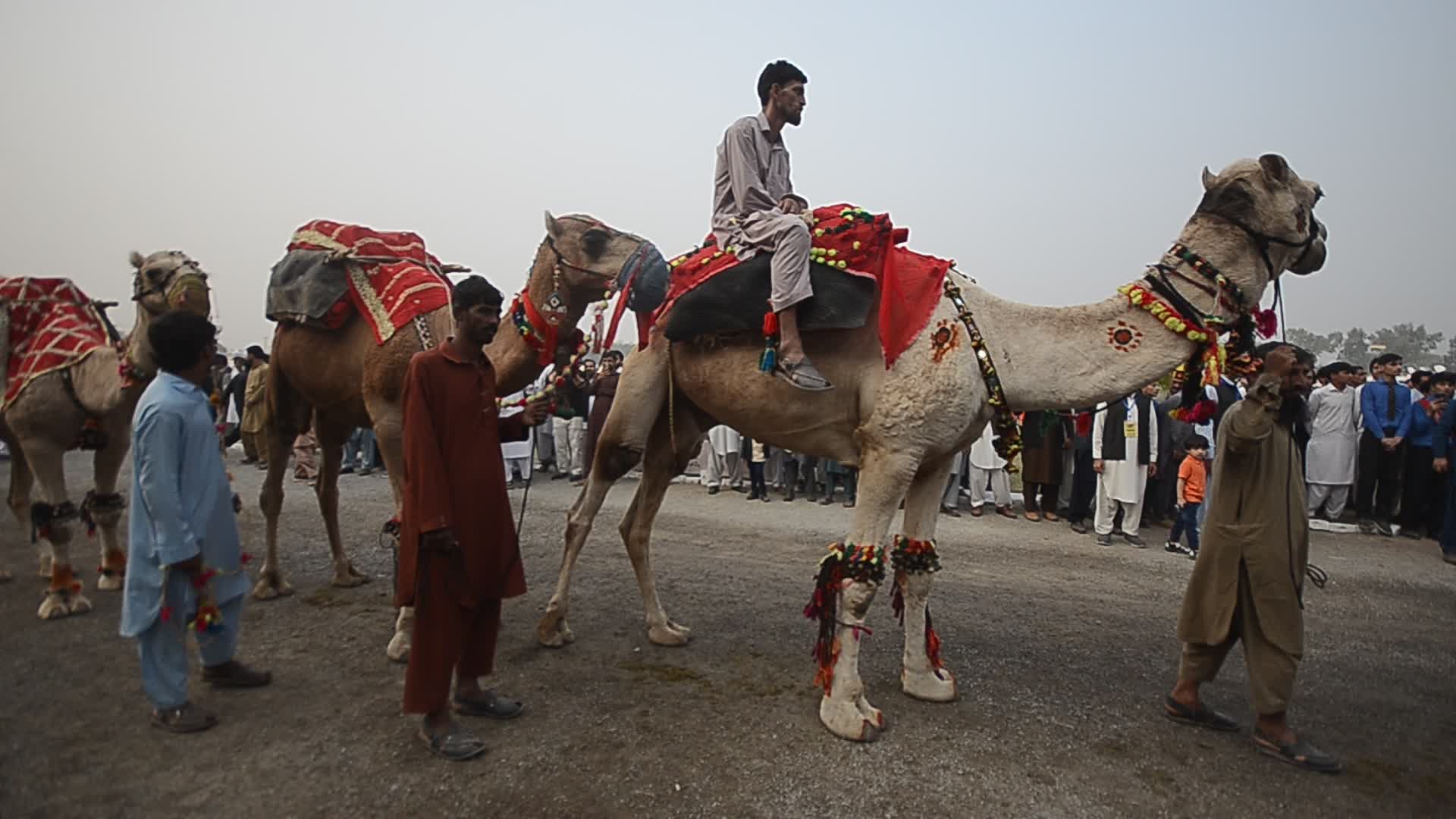 Horse and Cattle show in Peshawar

