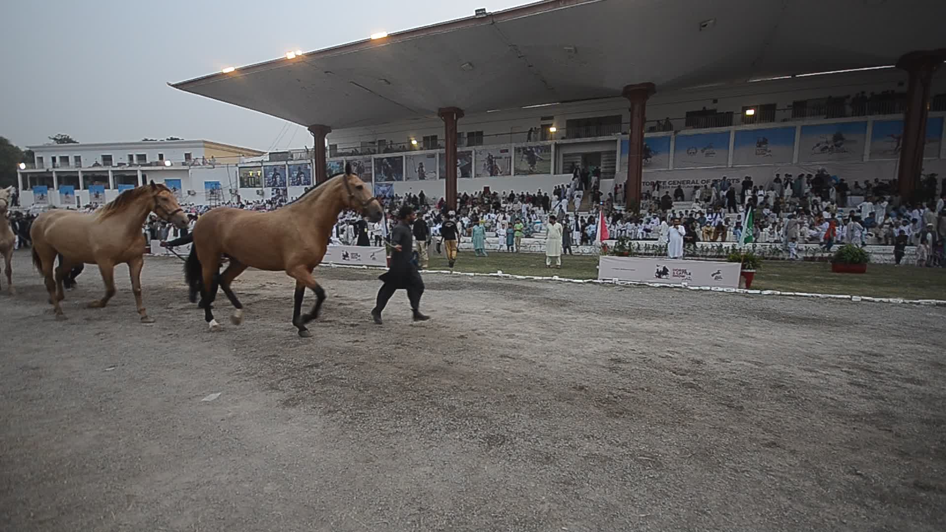 Horse and Cattle show in Peshawar
