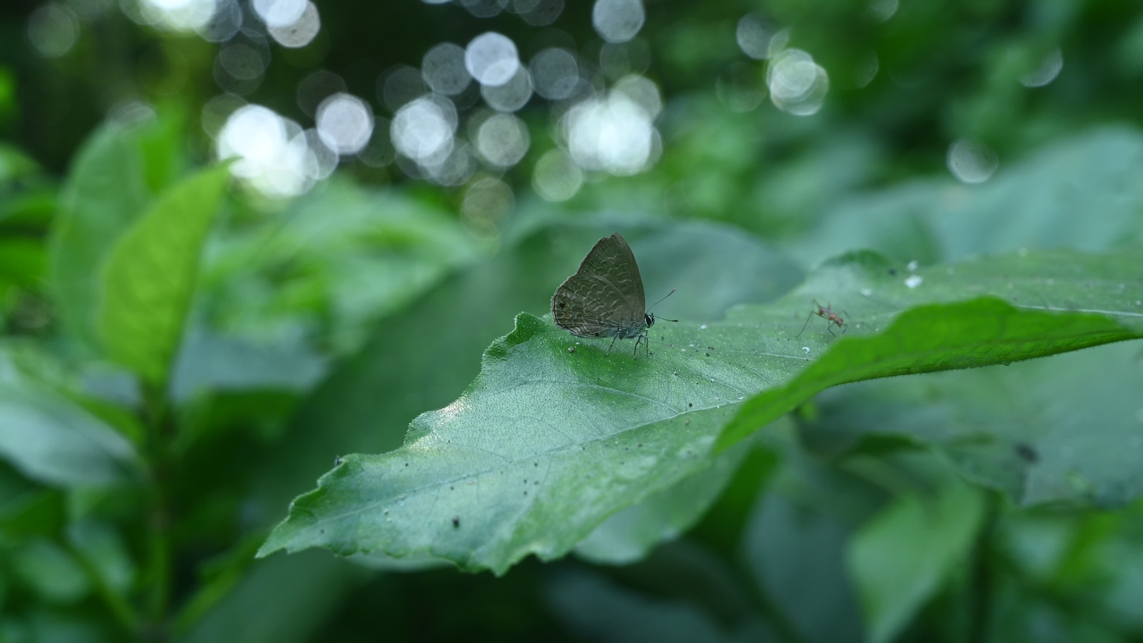 Anthene Emolus - Ciliate Blue Butterfly - Animal India
