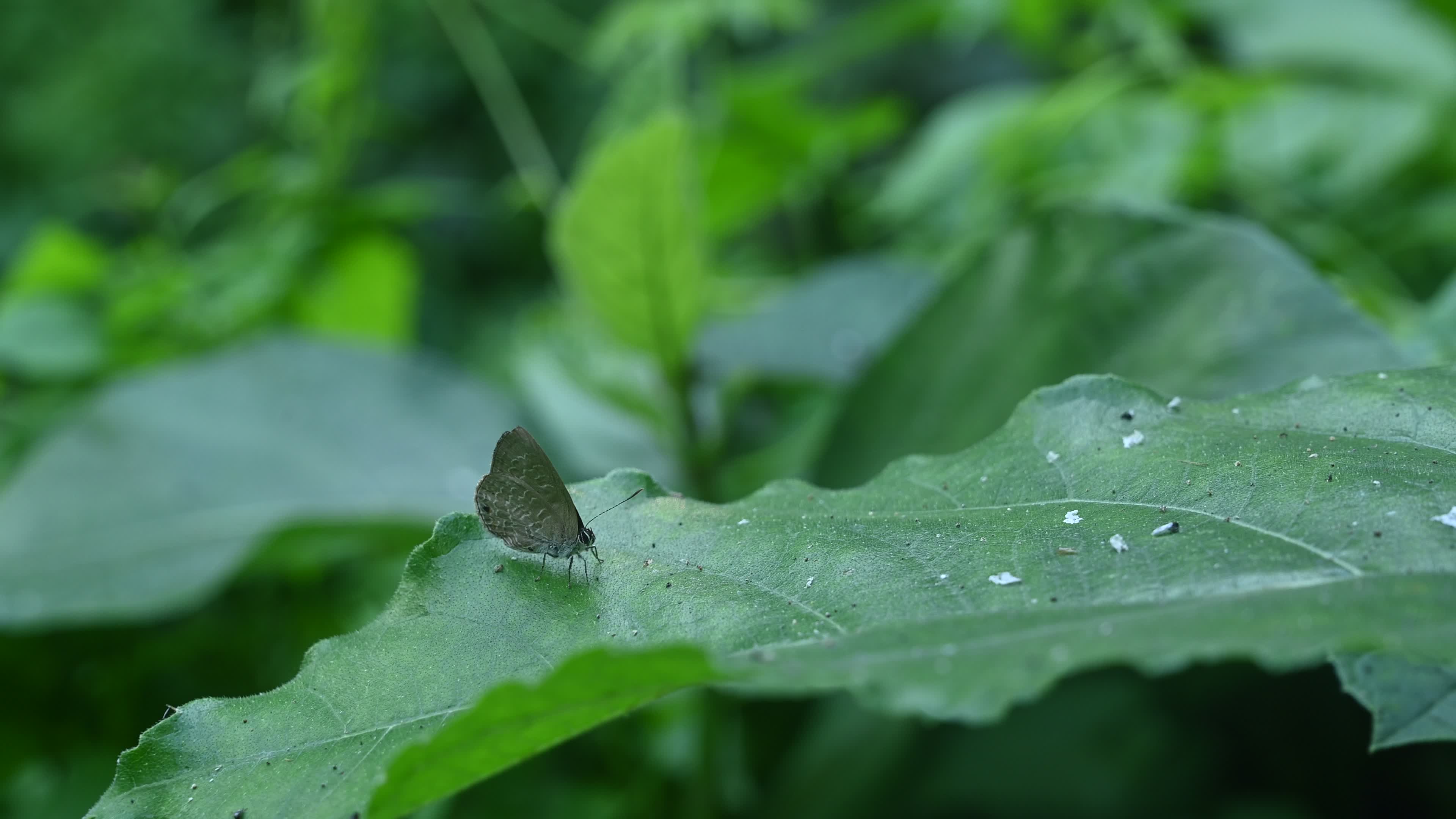 Anthene Emolus - Ciliate Blue Butterfly - Animal India
