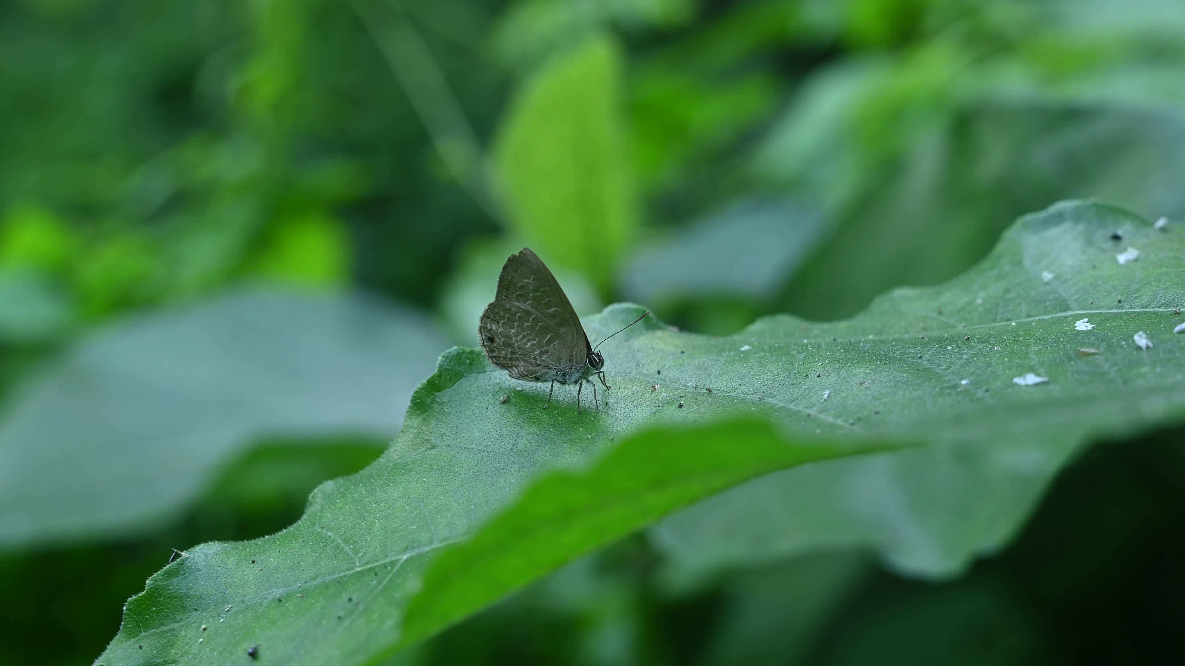Anthene Emolus - Ciliate Blue Butterfly - Animal India
