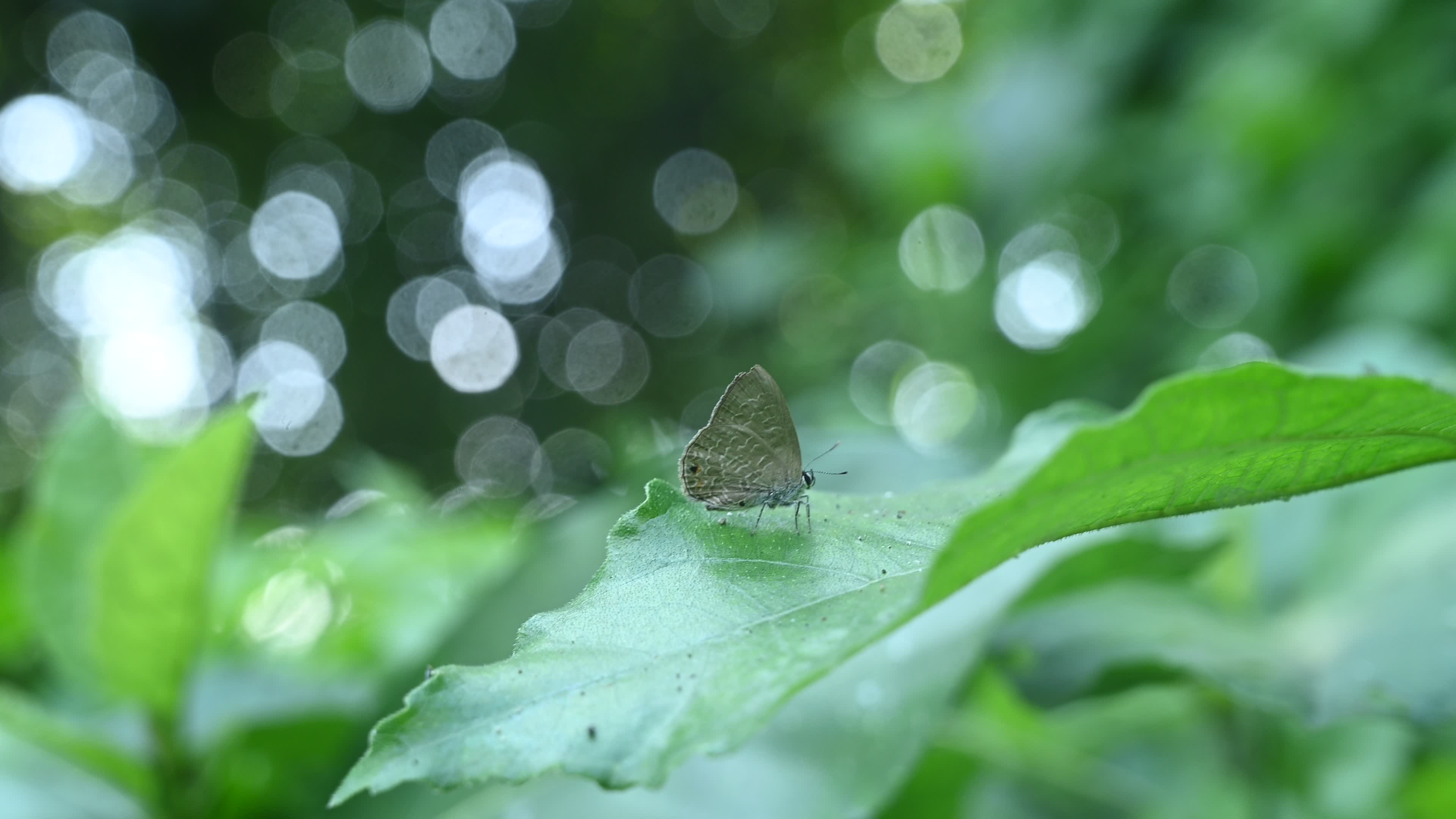 Anthene Emolus - Ciliate Blue Butterfly - Animal India
