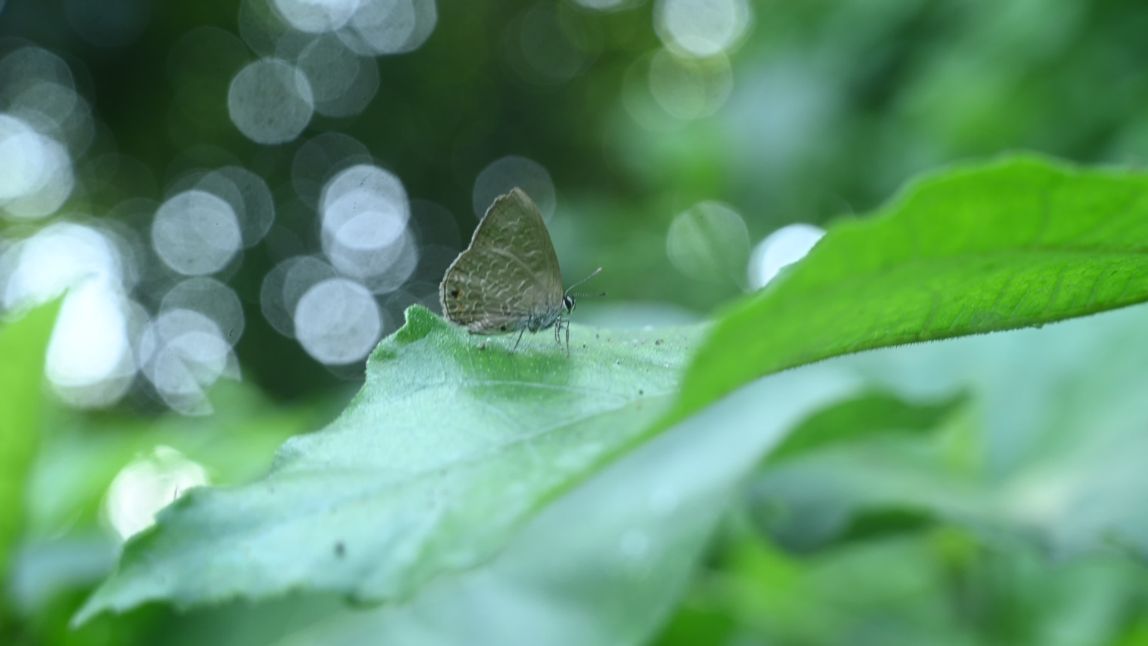 Anthene Emolus - Ciliate Blue Butterfly - Animal India
