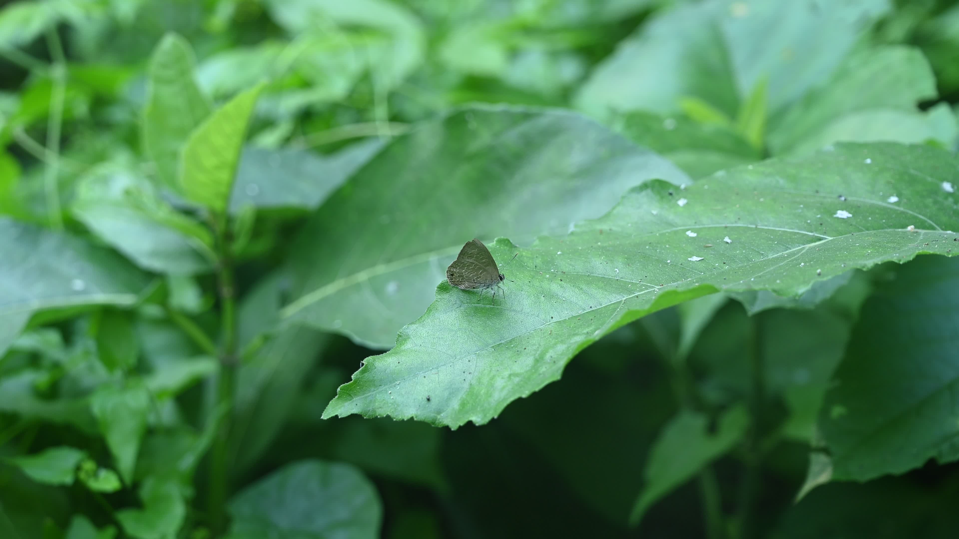 Anthene Emolus - Ciliate Blue Butterfly - Animal India
