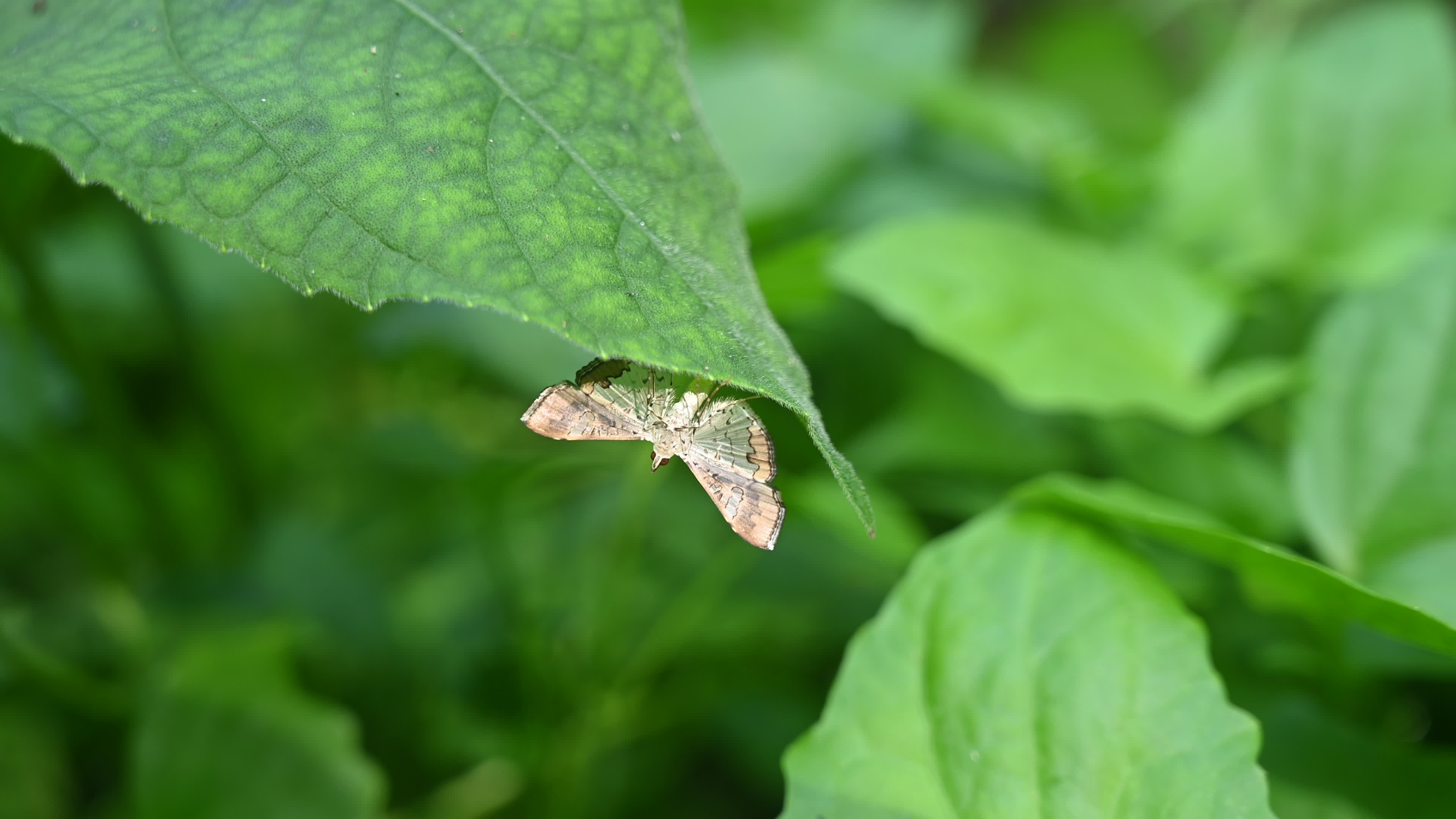 Bean pod borer - Maruca vitrata - Pest 