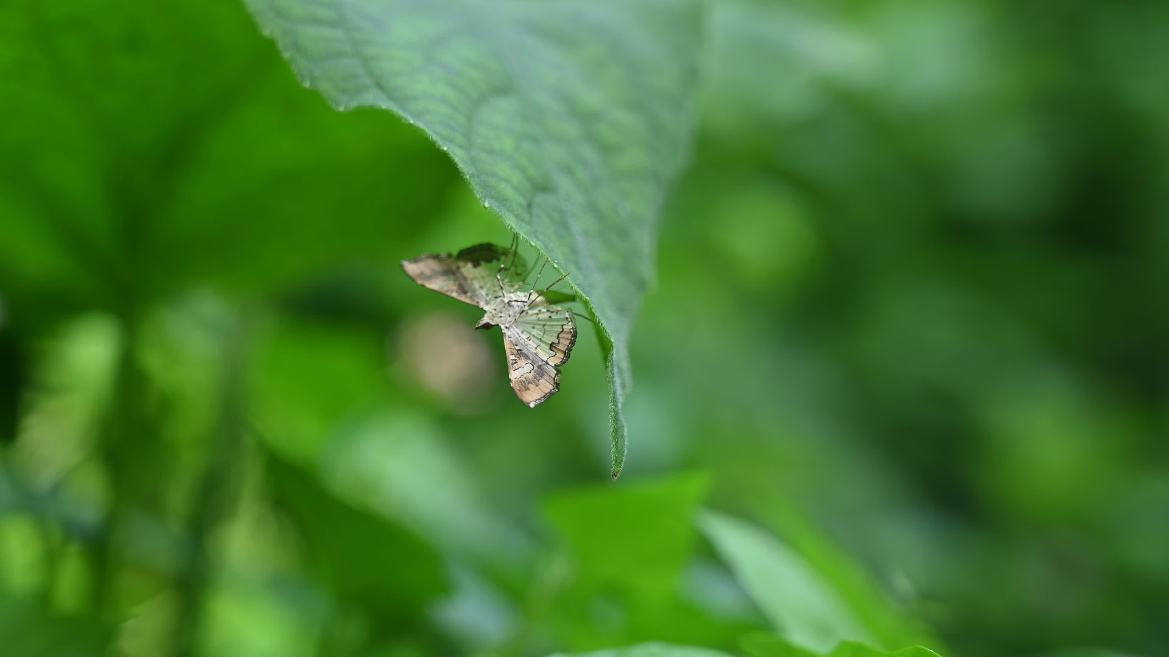 Bean pod borer - Maruca vitrata - Pest 