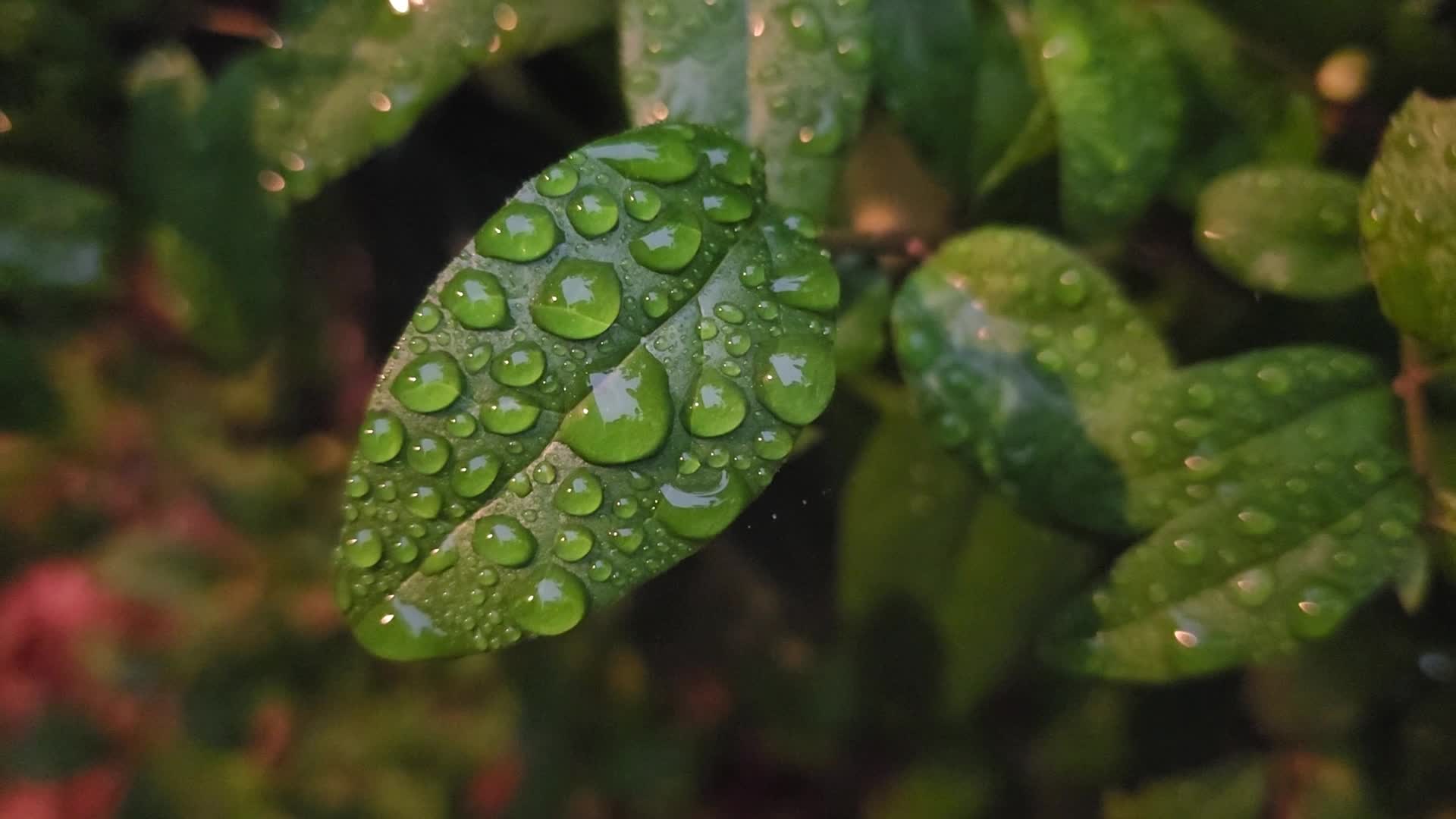 Rainy evening in Toronto, Canada