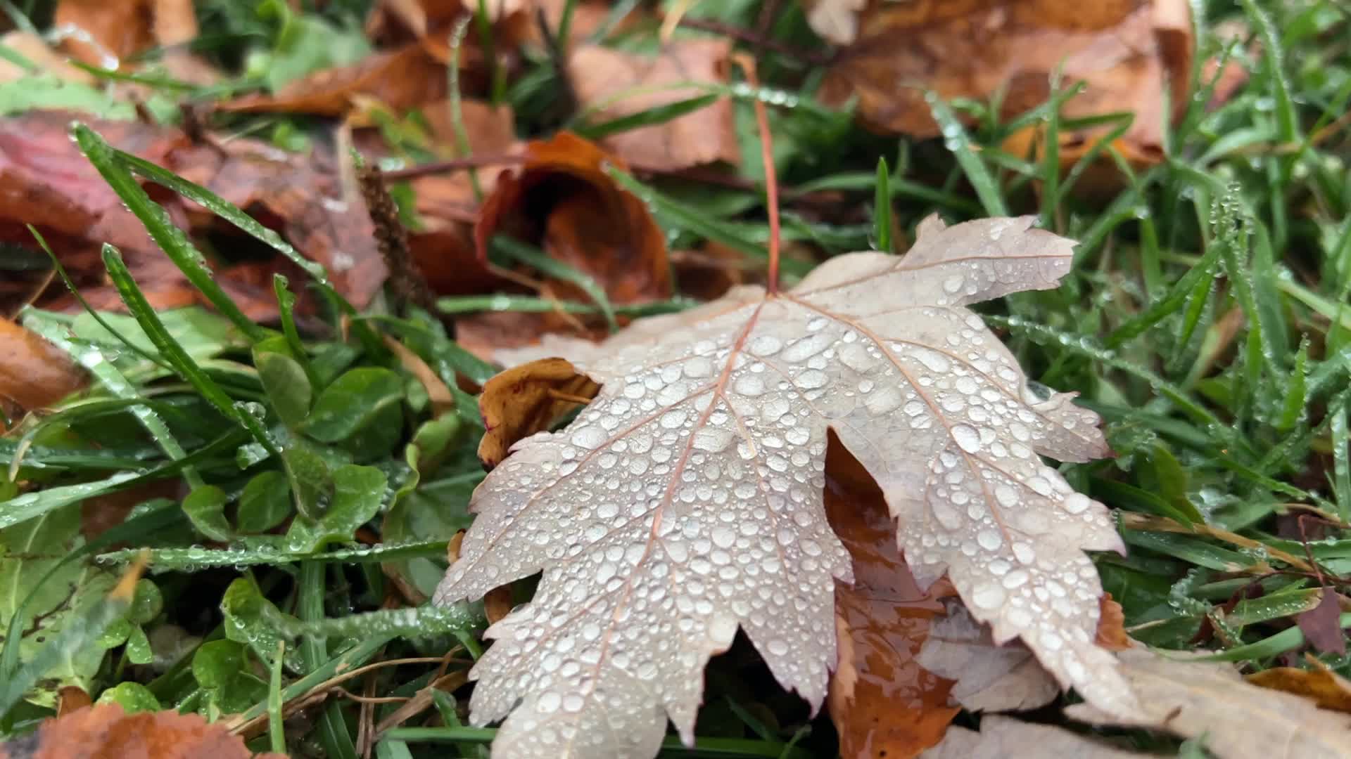 Rainy evening in Toronto, Canada