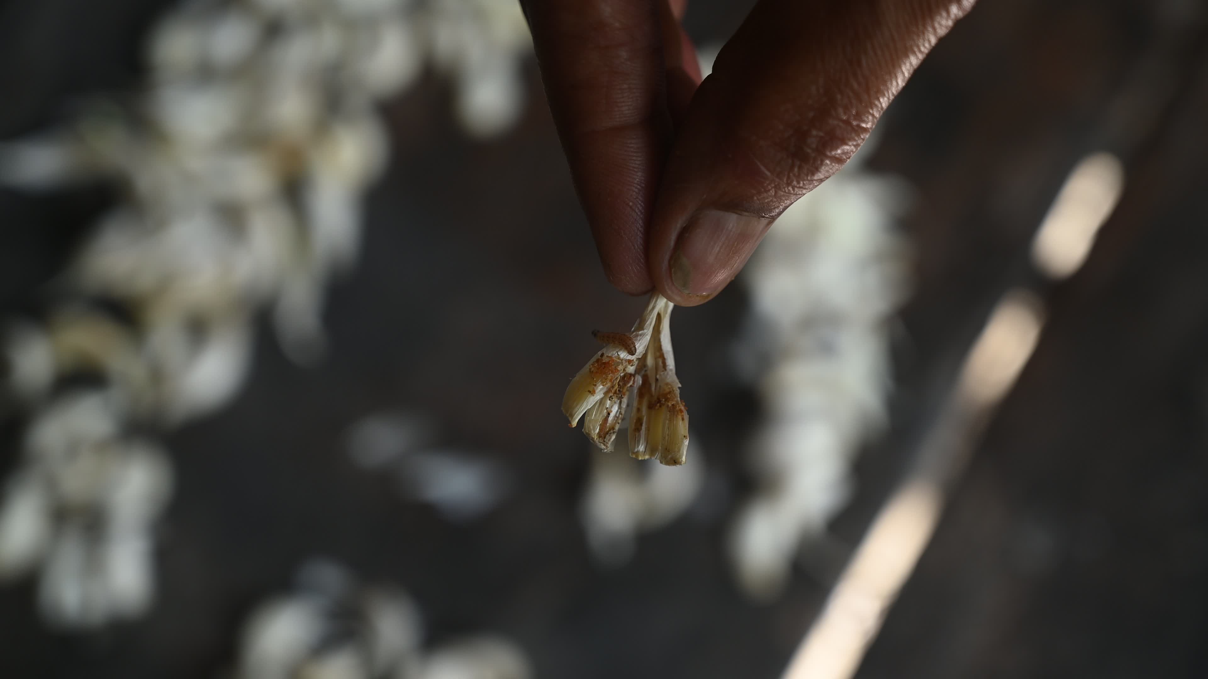 Almond Moth Larvae - Cadra cautella - Pest
