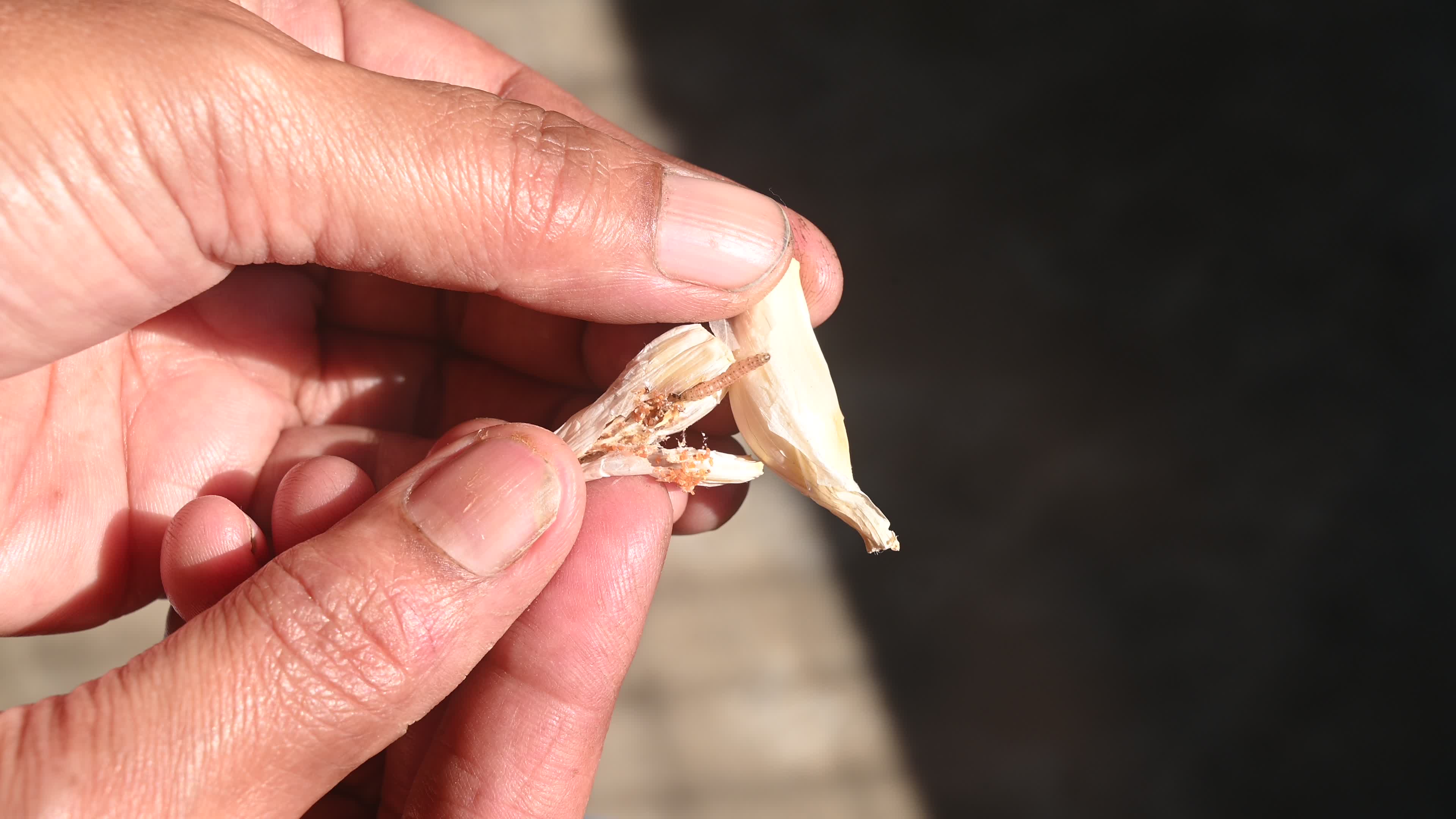 Almond Moth Larvae - Cadra cautella - Harmful Crop Pest